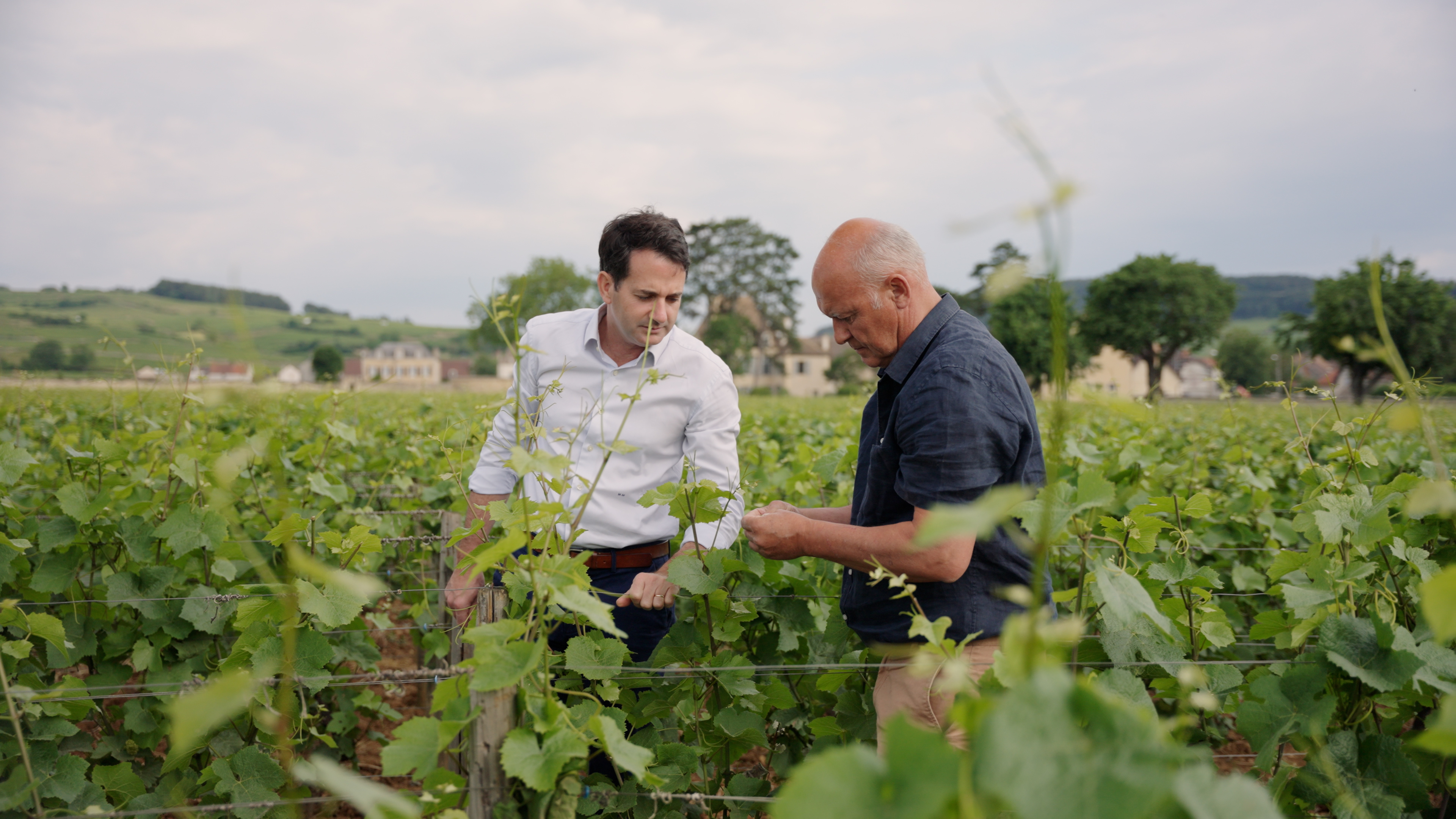 AlbertBichotWinemaker