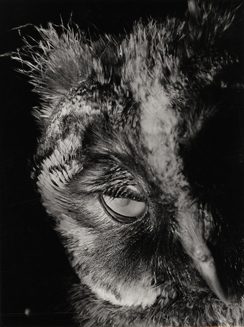 Regard sur... l'exposition L'oiseaux aux yeux d'or