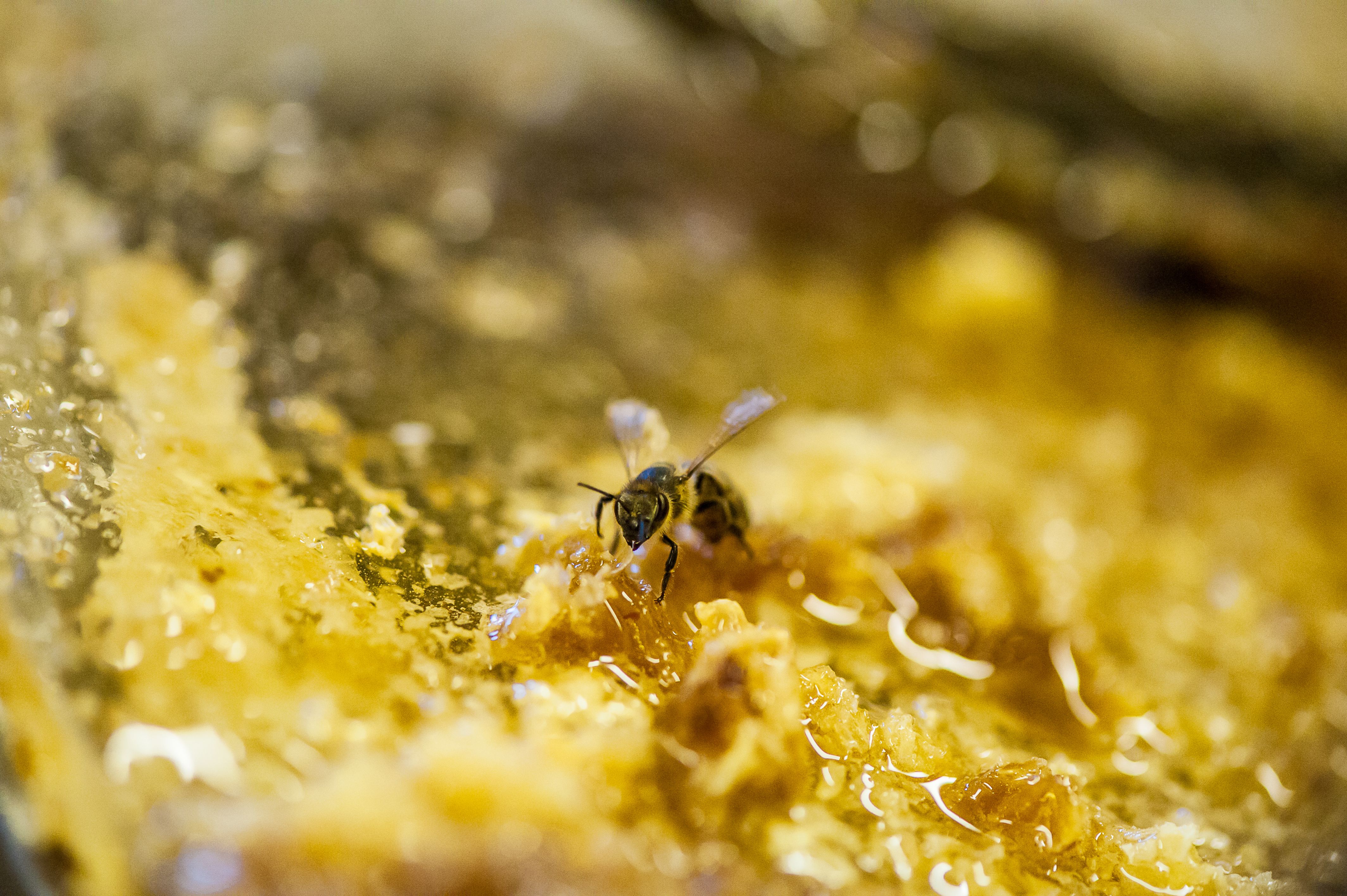 Abeille dégustant son miel