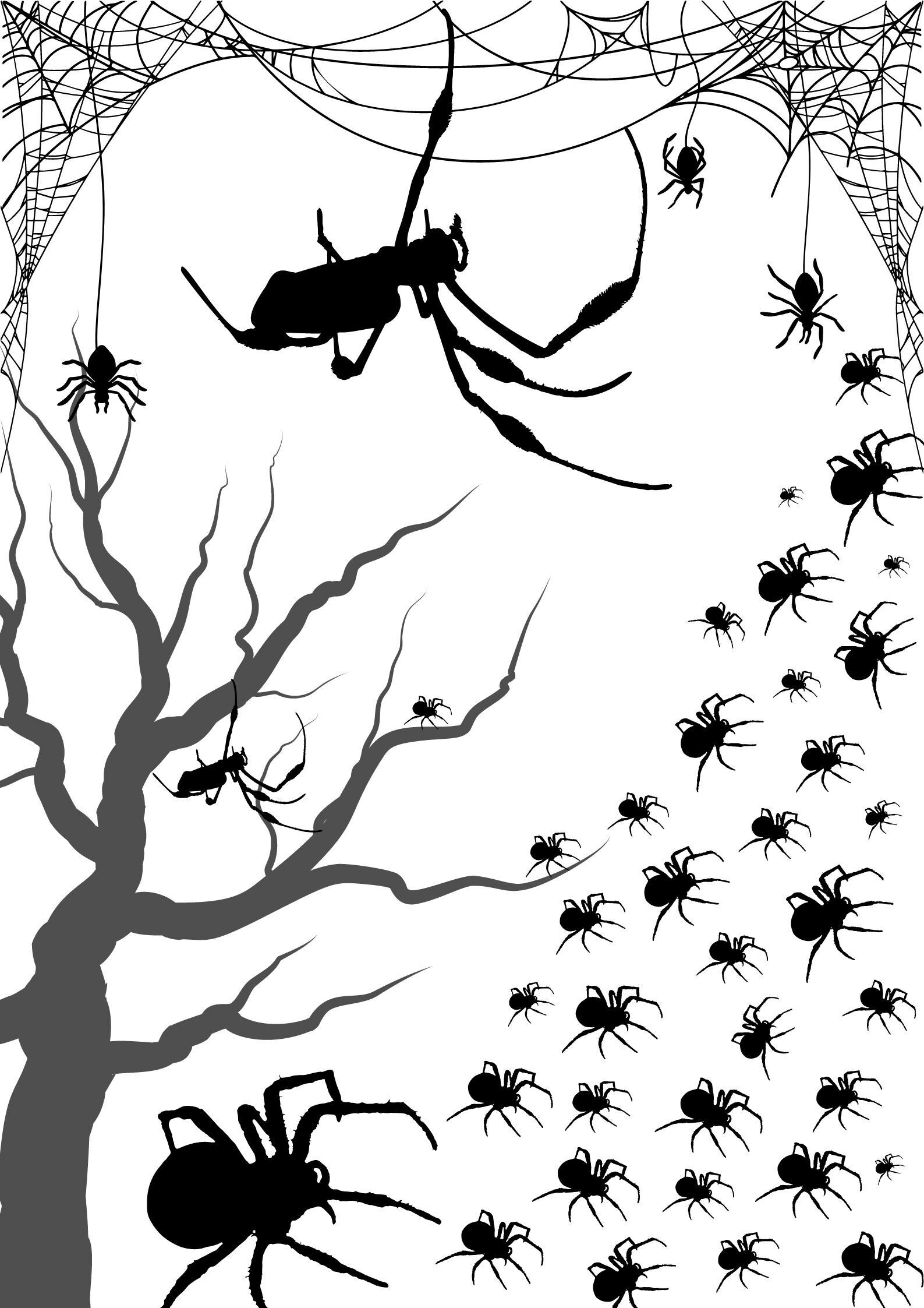 Araignées