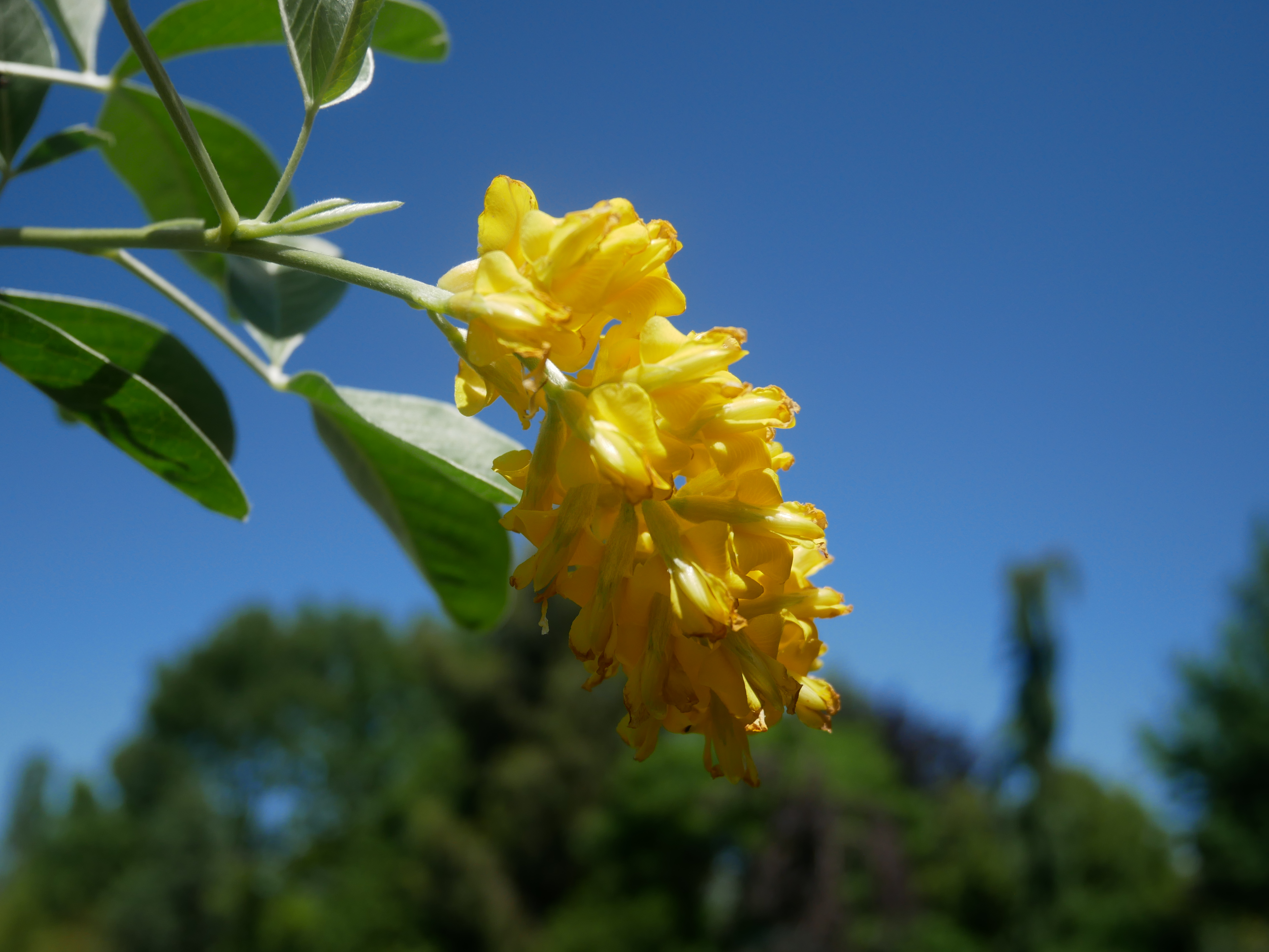 Arboretum Les Feuilles Fleuries, Saint-Éloi - photo 2