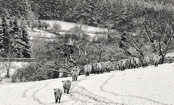 Exposition photographies : Arbres et paysages en Charolais Brionnais