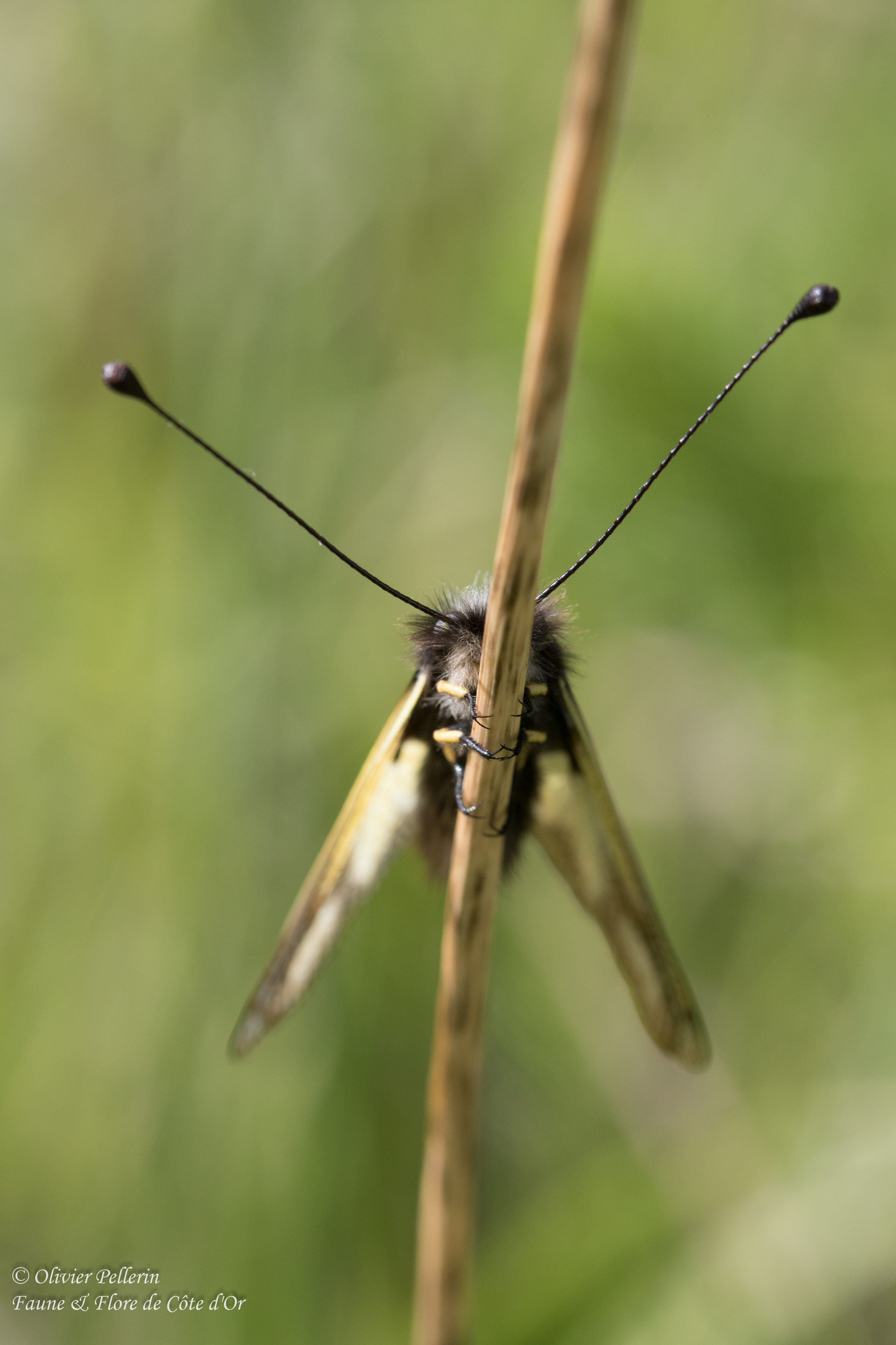 Ascalaphe
