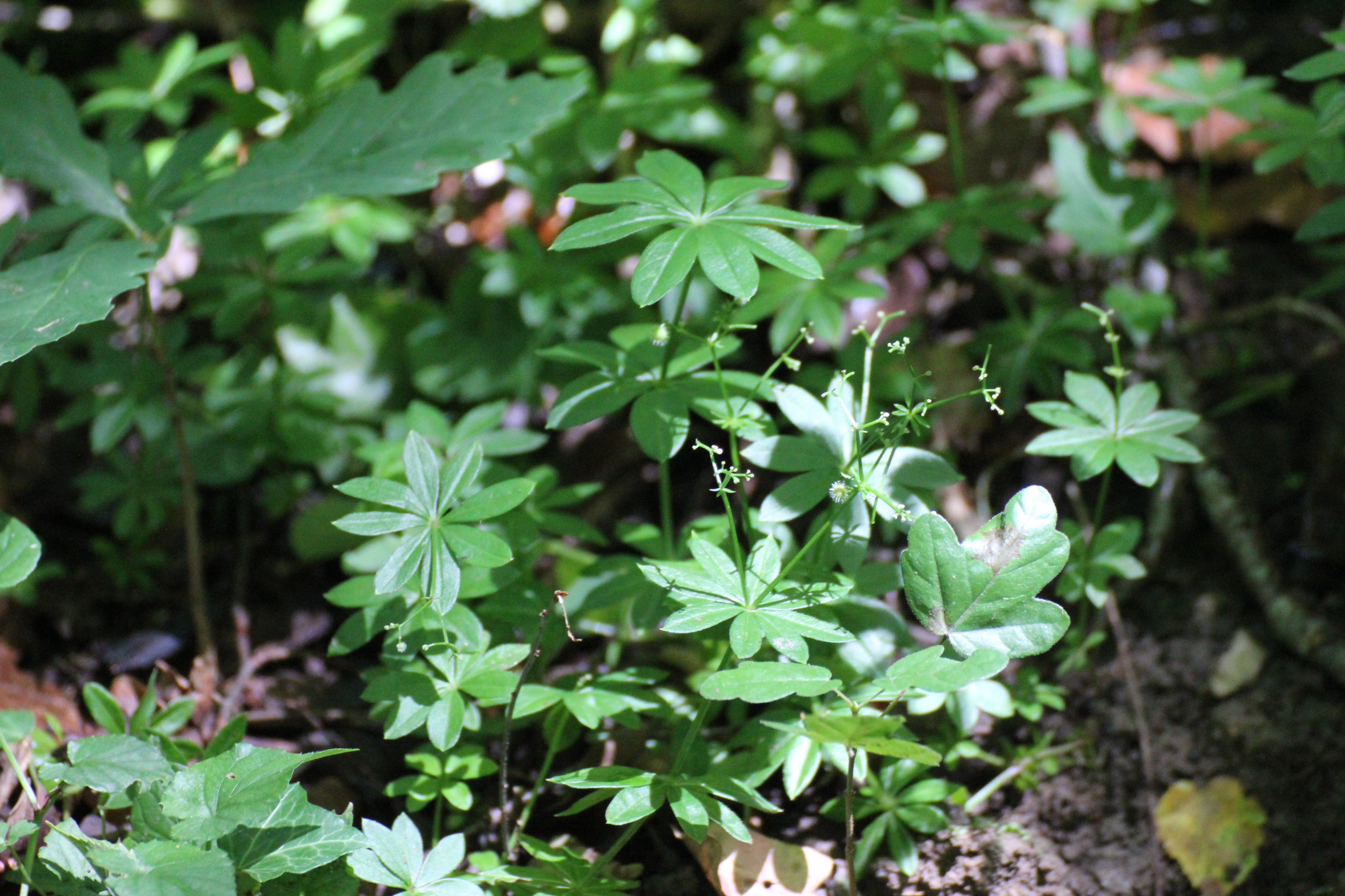 Aspérule odorante