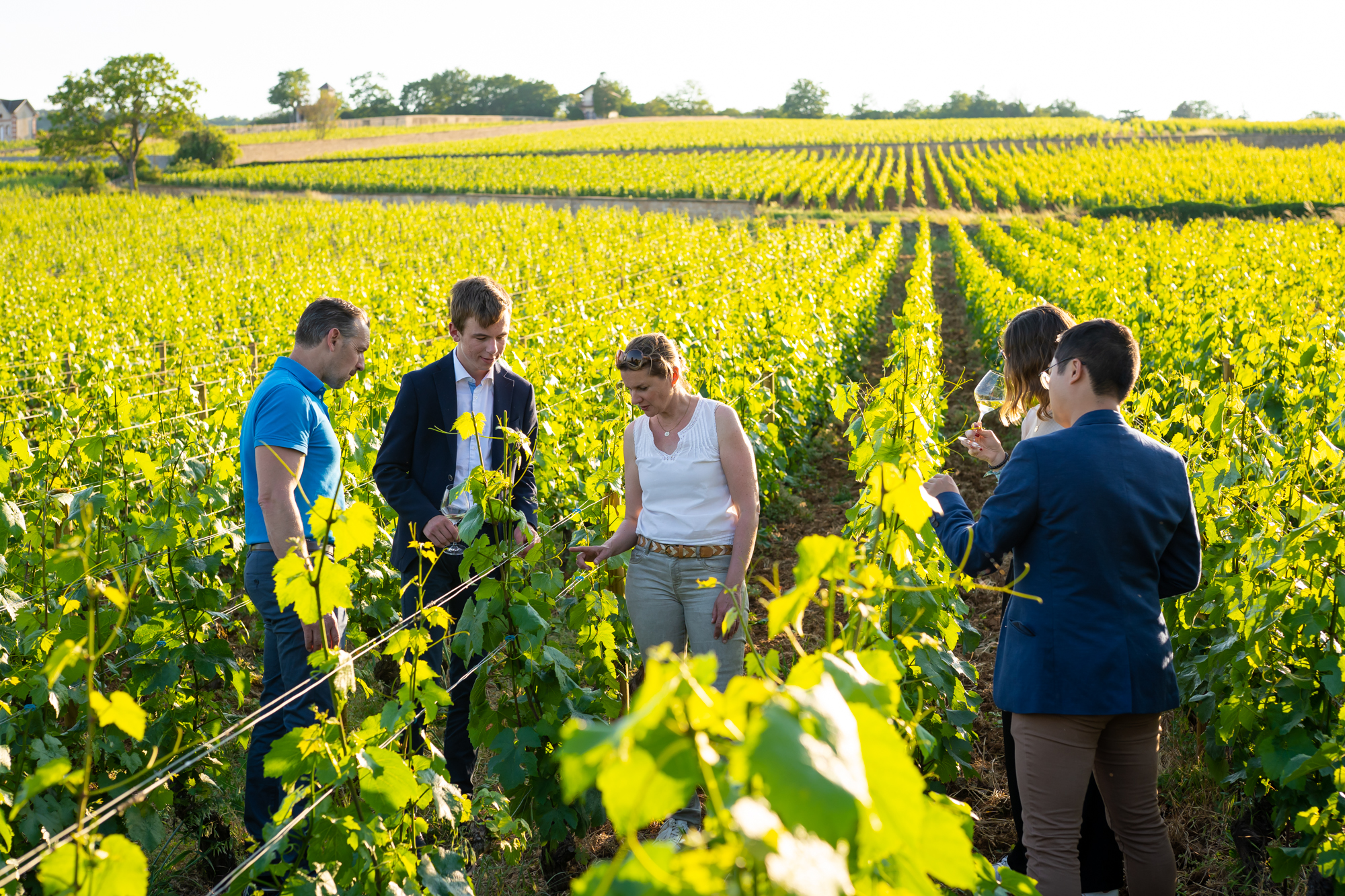 Les vignes de Meursault