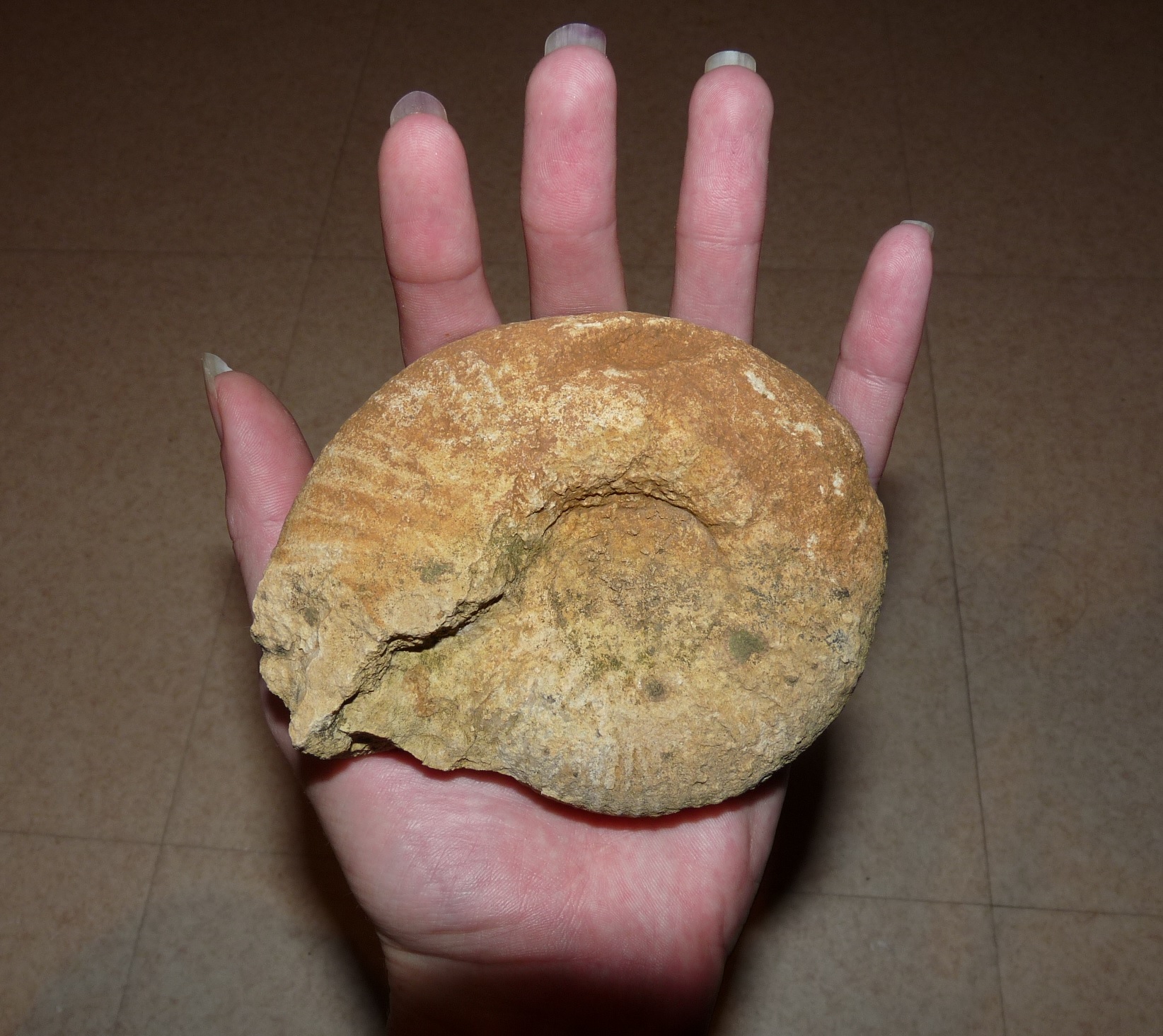 Atelier fouilles Fossiles 1