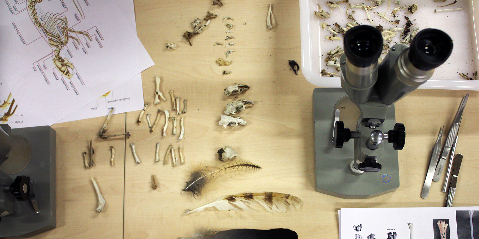 Atelier d'identification des exuvies d'odonates