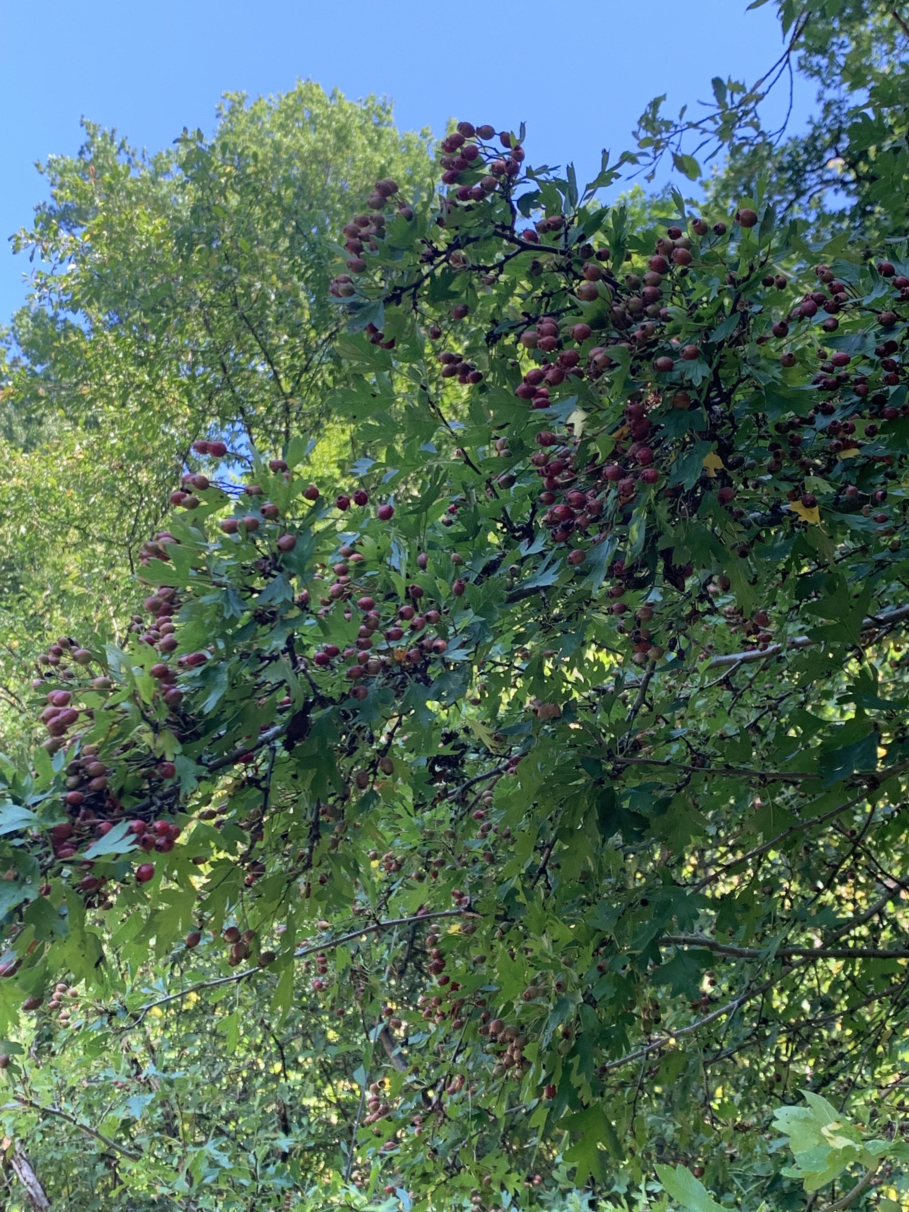 Aubépine fruits