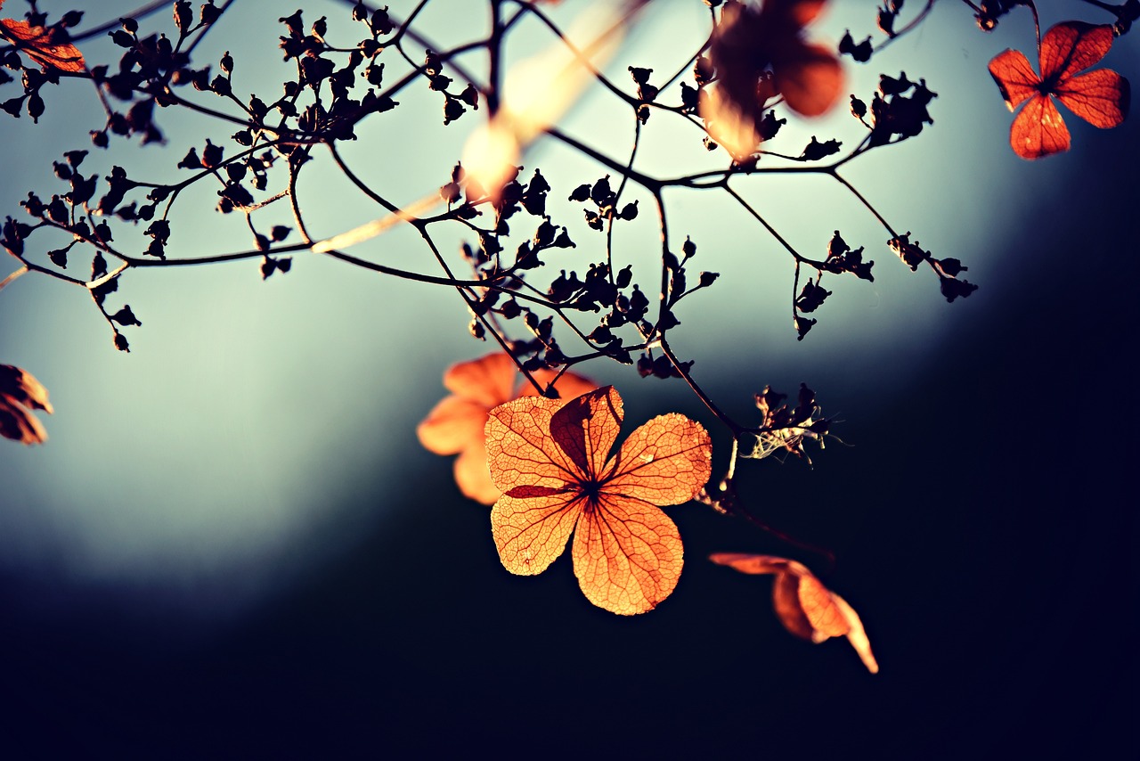 Automne 