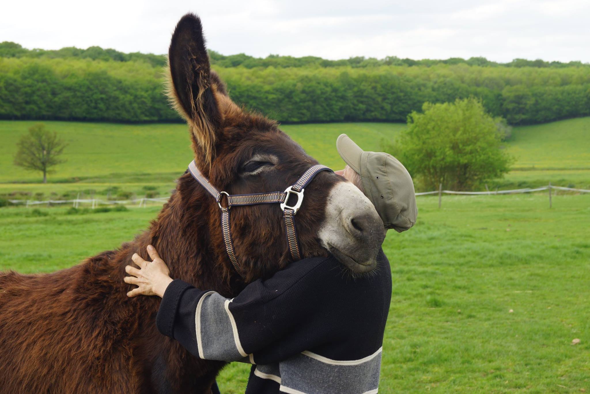 Haras du Magny - Ânes de selle et d'attelage
