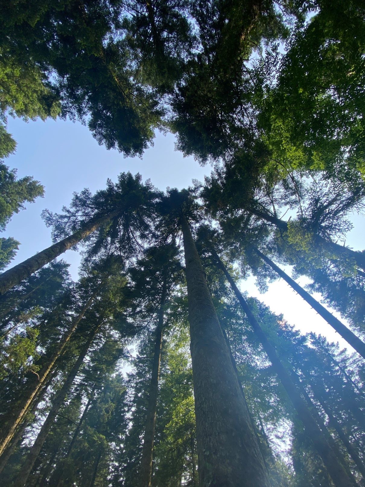 Balade "Les mystères de la forêt tourbeuse du Forbonnet"