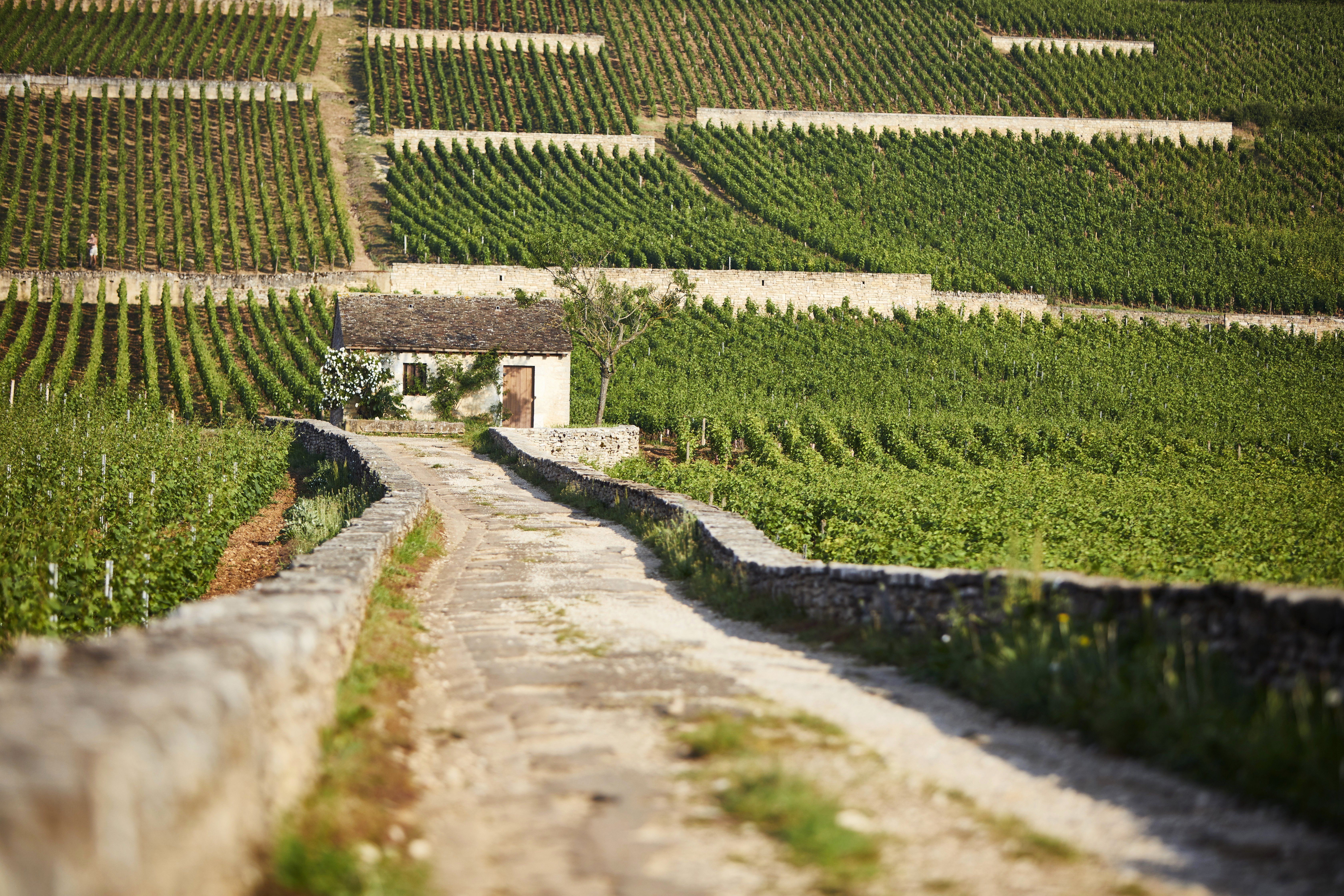 BGVEJ + cabotte retouchée HD