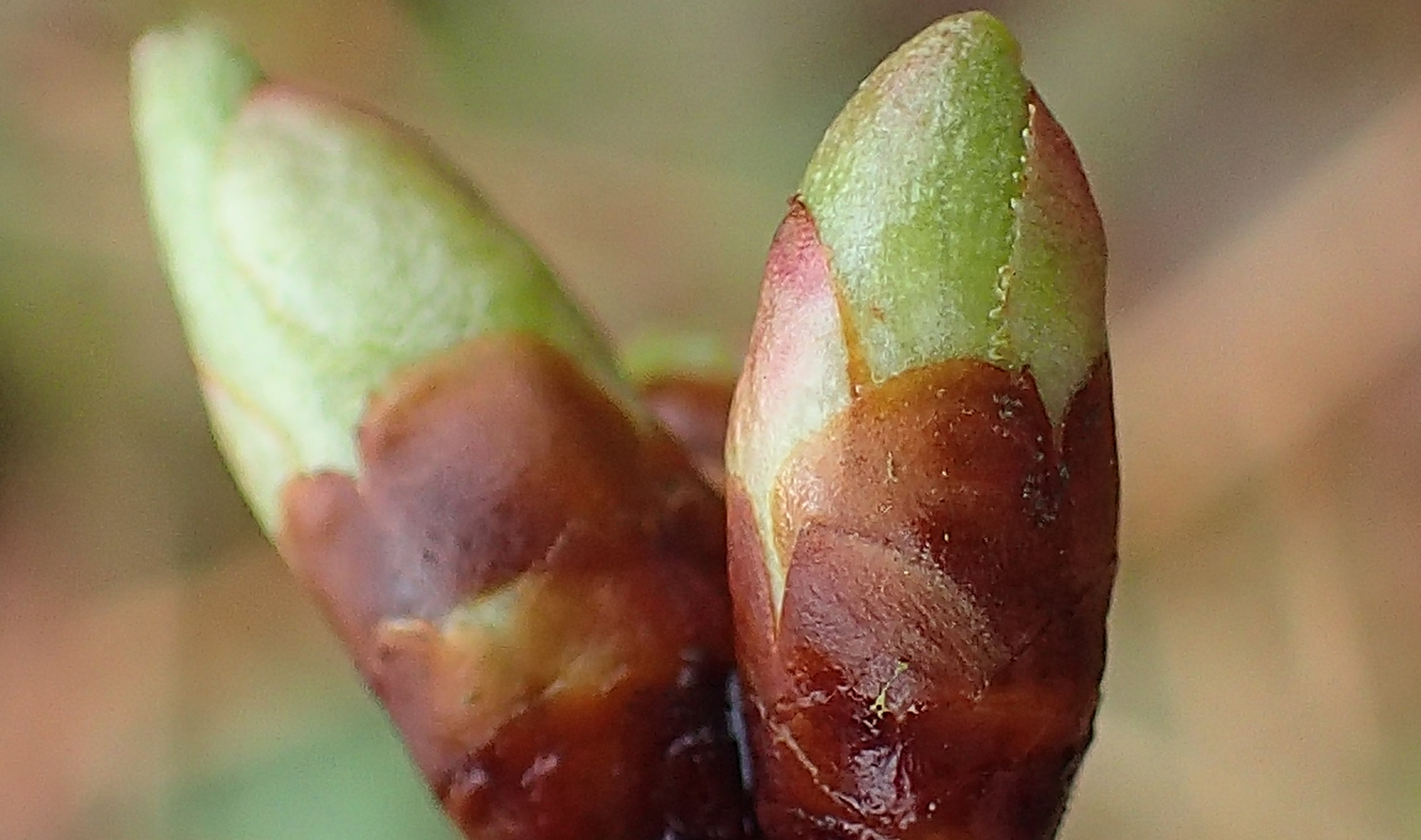 Stage: macérat glycériné de bourgeons