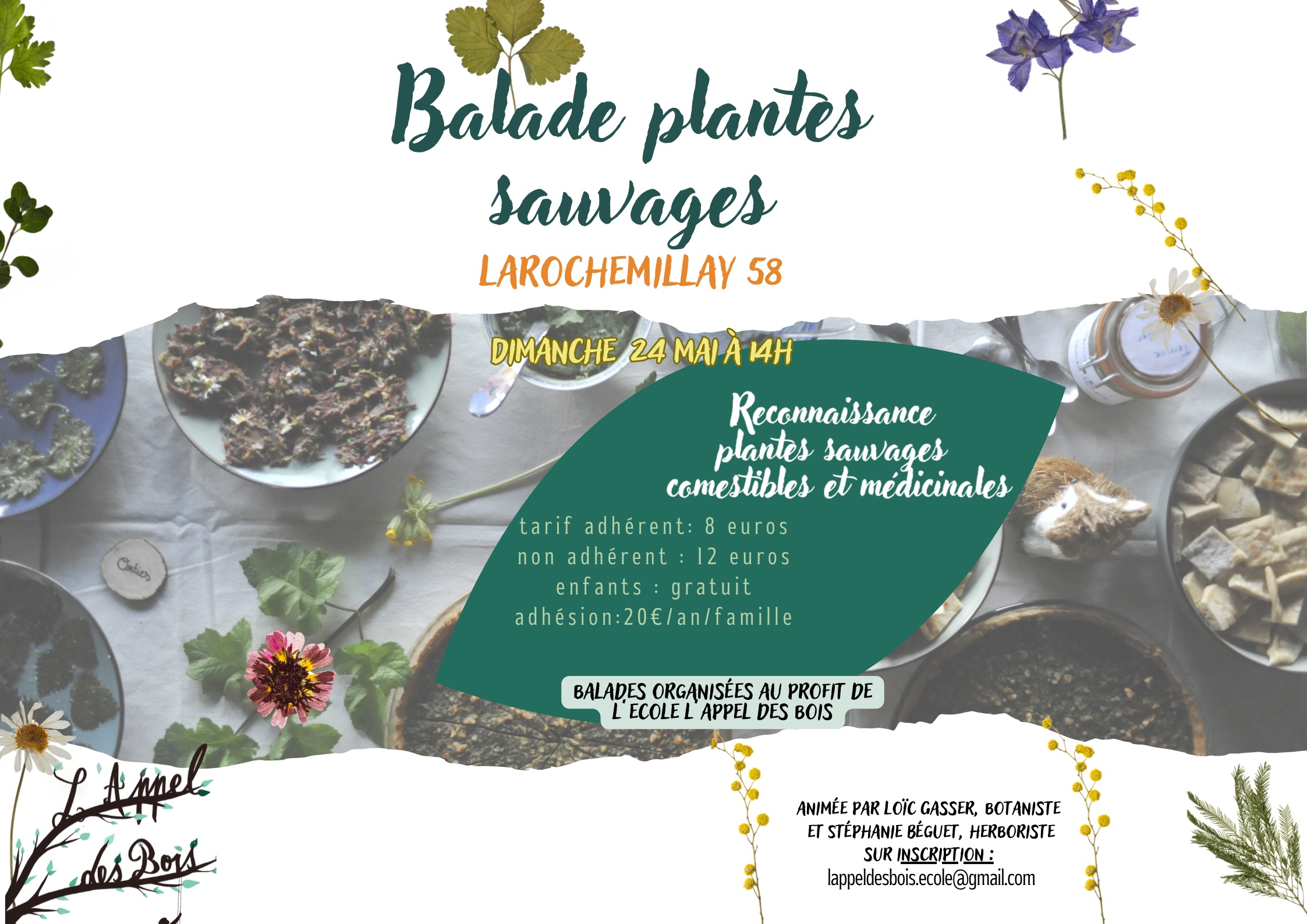 Balade reconnaissance plantes sauvages comestibles et médicinales — visuel événement