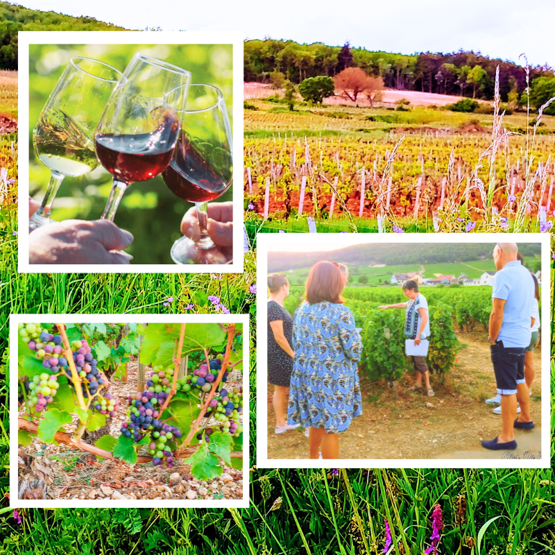 les ateliers de la vigne et du vin - 6