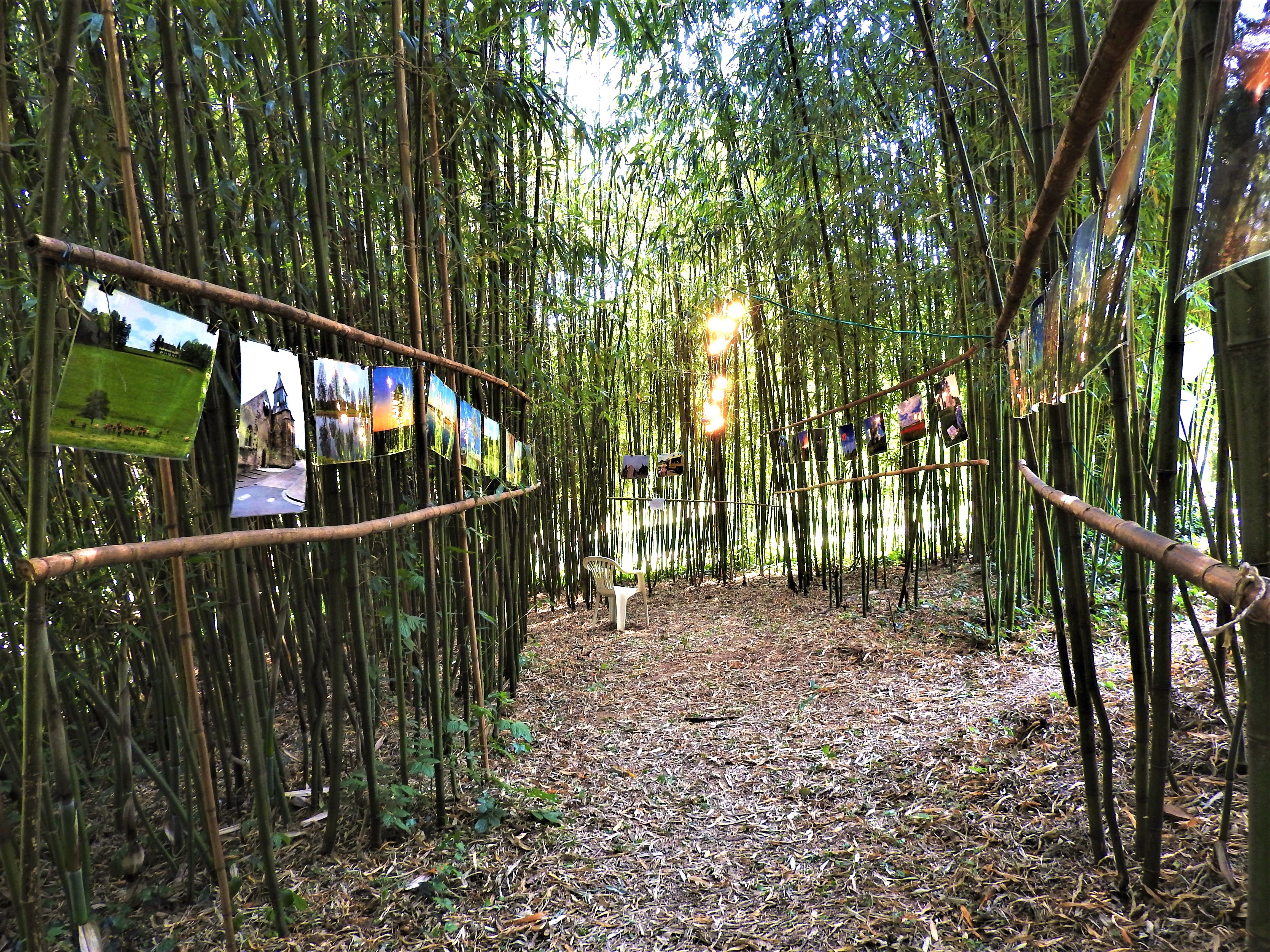 Exposition dans la Bambouseraie