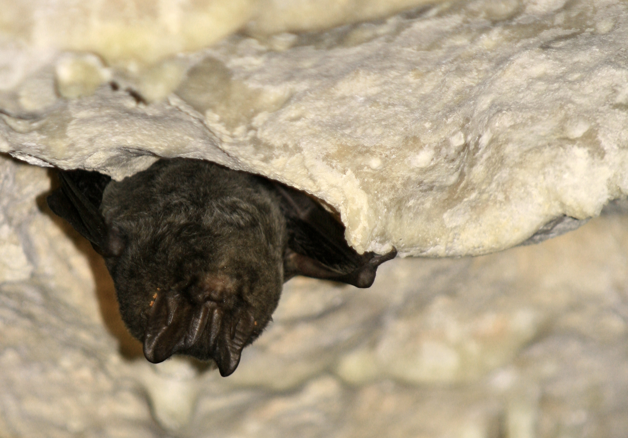 Barbastelle (ph SGomez)