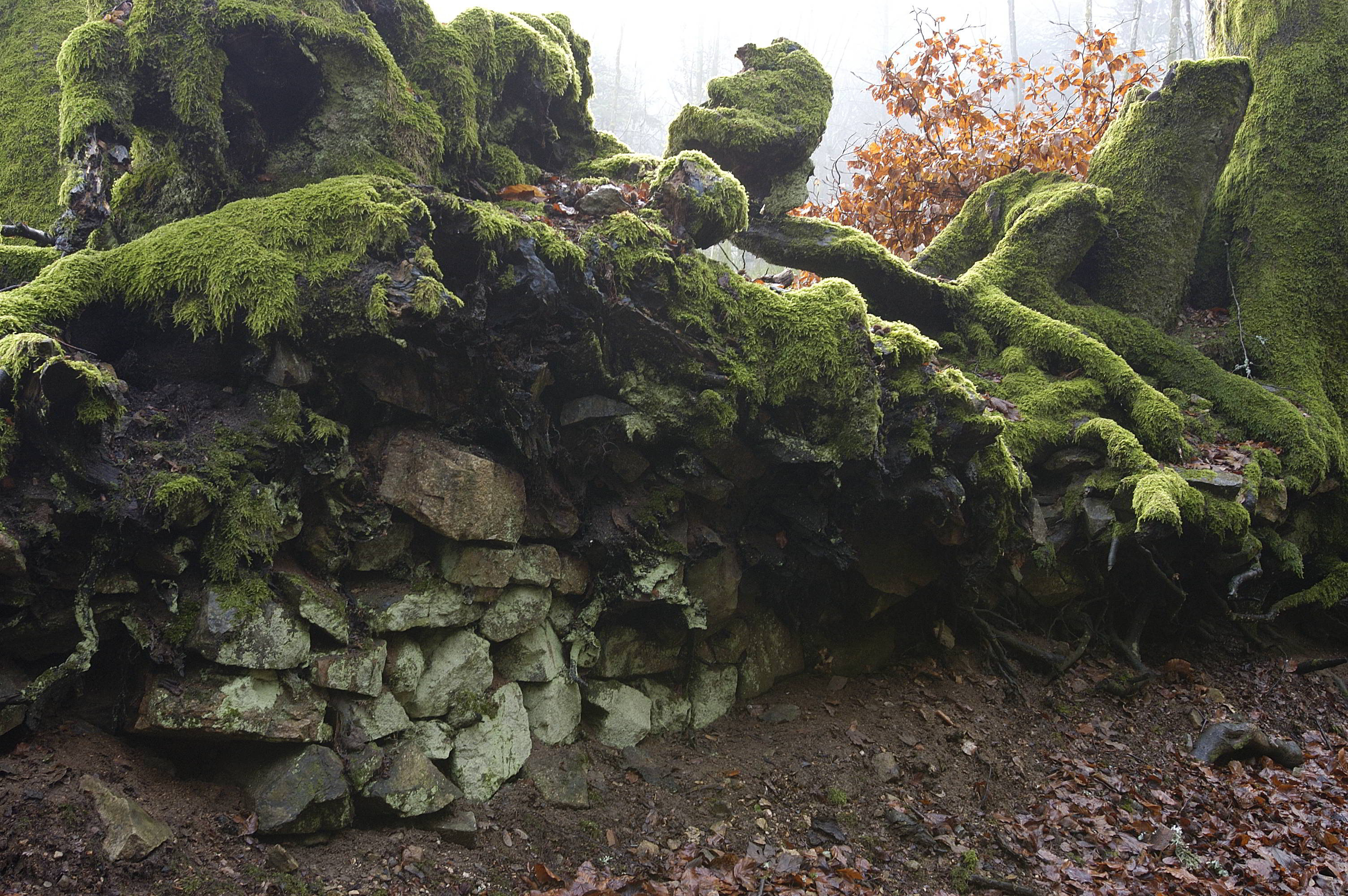 Balade botanique dessinée : une forêt miniature les mousses du Mont Beuvray à Bibracte