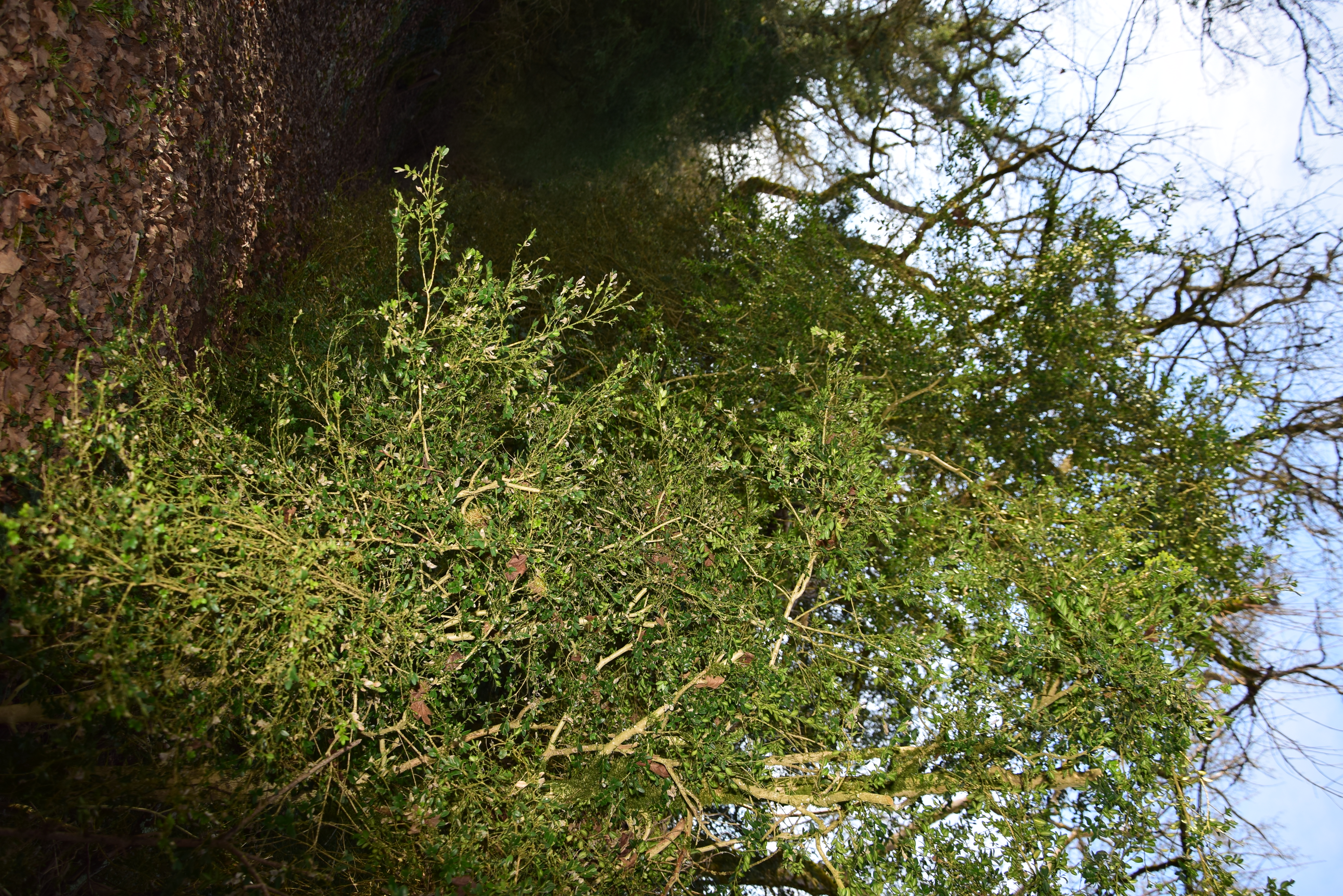 La Buxaie de la fontaine Chamont