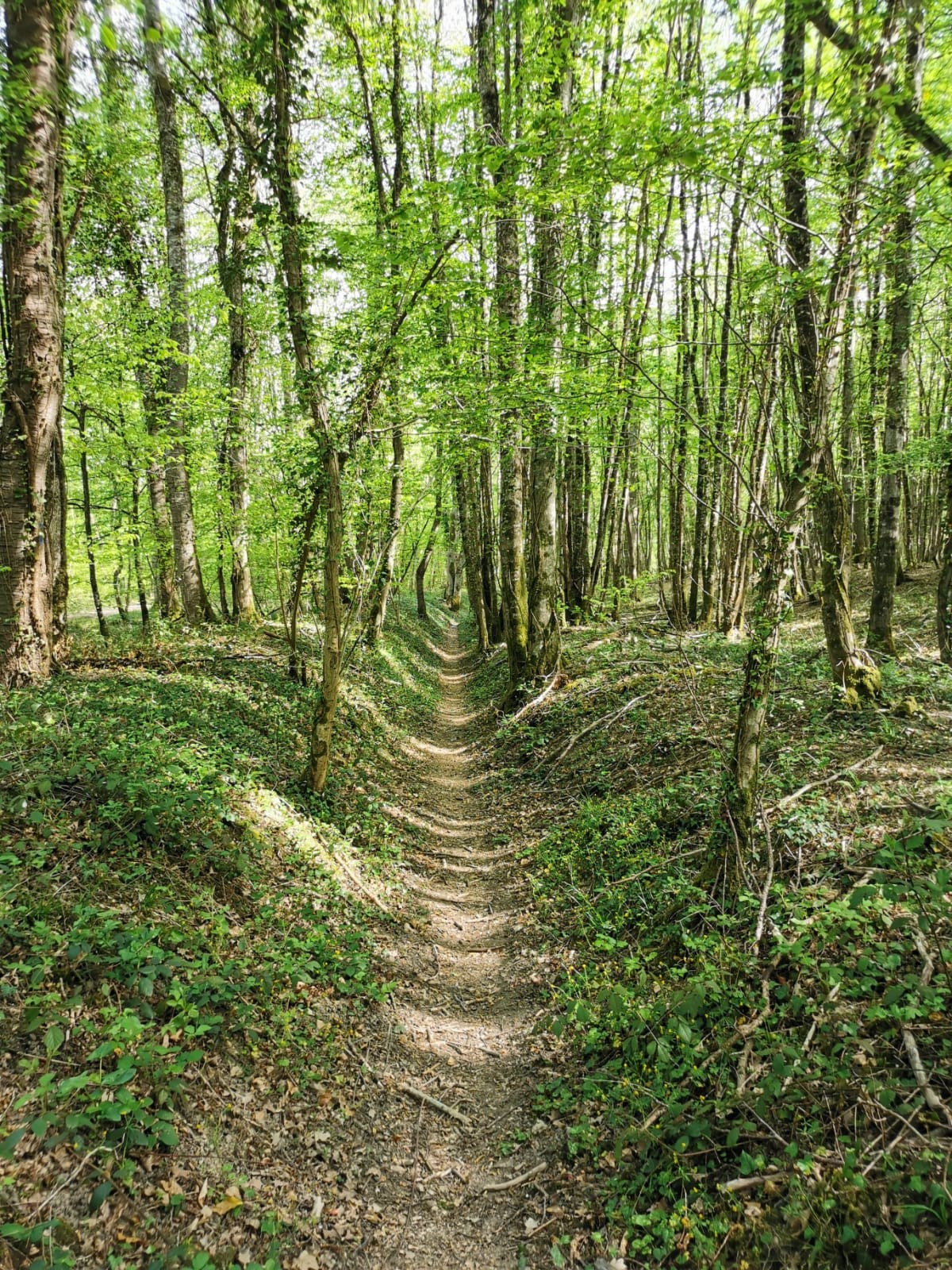 Bois de la Brosse