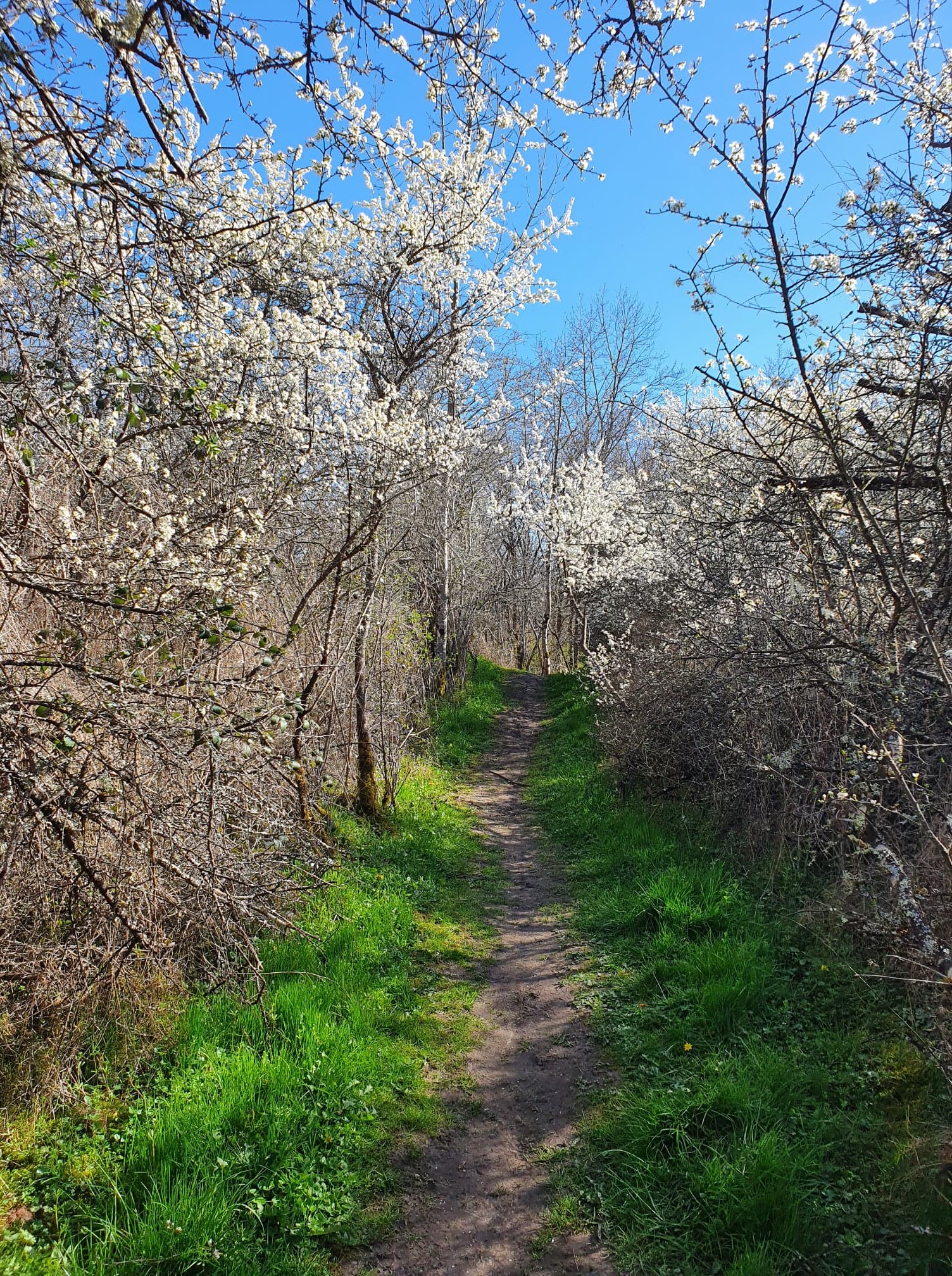 Sentier du Gour des Fontaines, Sougy-sur-Loire - photo 5
