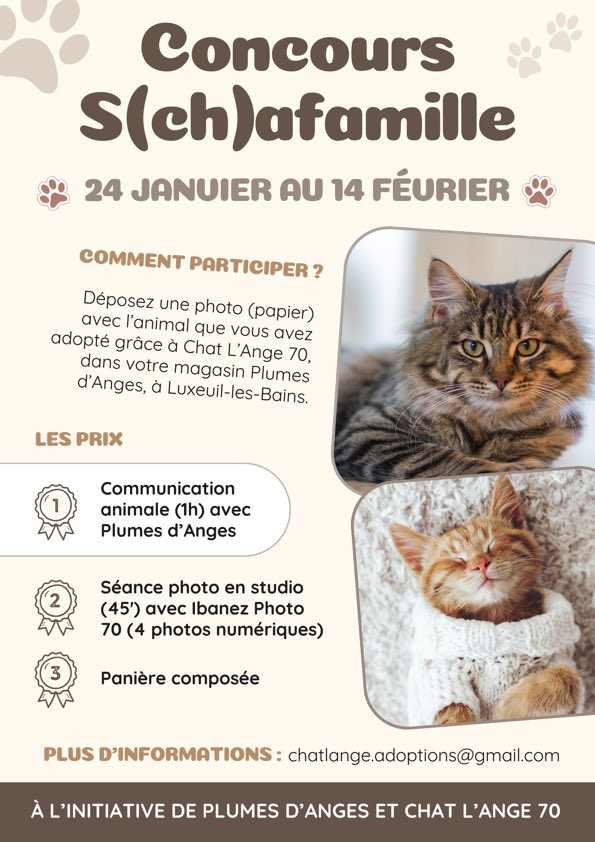 CONCOURS-SCHAFAMILLE-PLUMES-D-ANGES-CHAT-L-ANGE-70--LUXEUIL-LES-BAINS