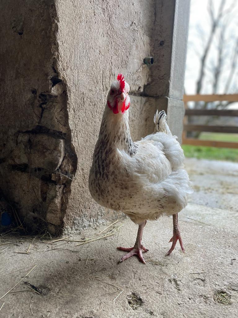 poule