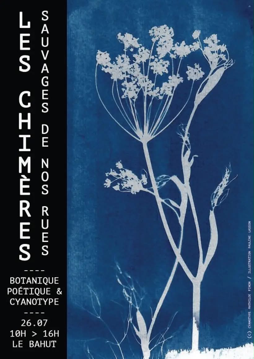 Chimères sauvages de nos rues