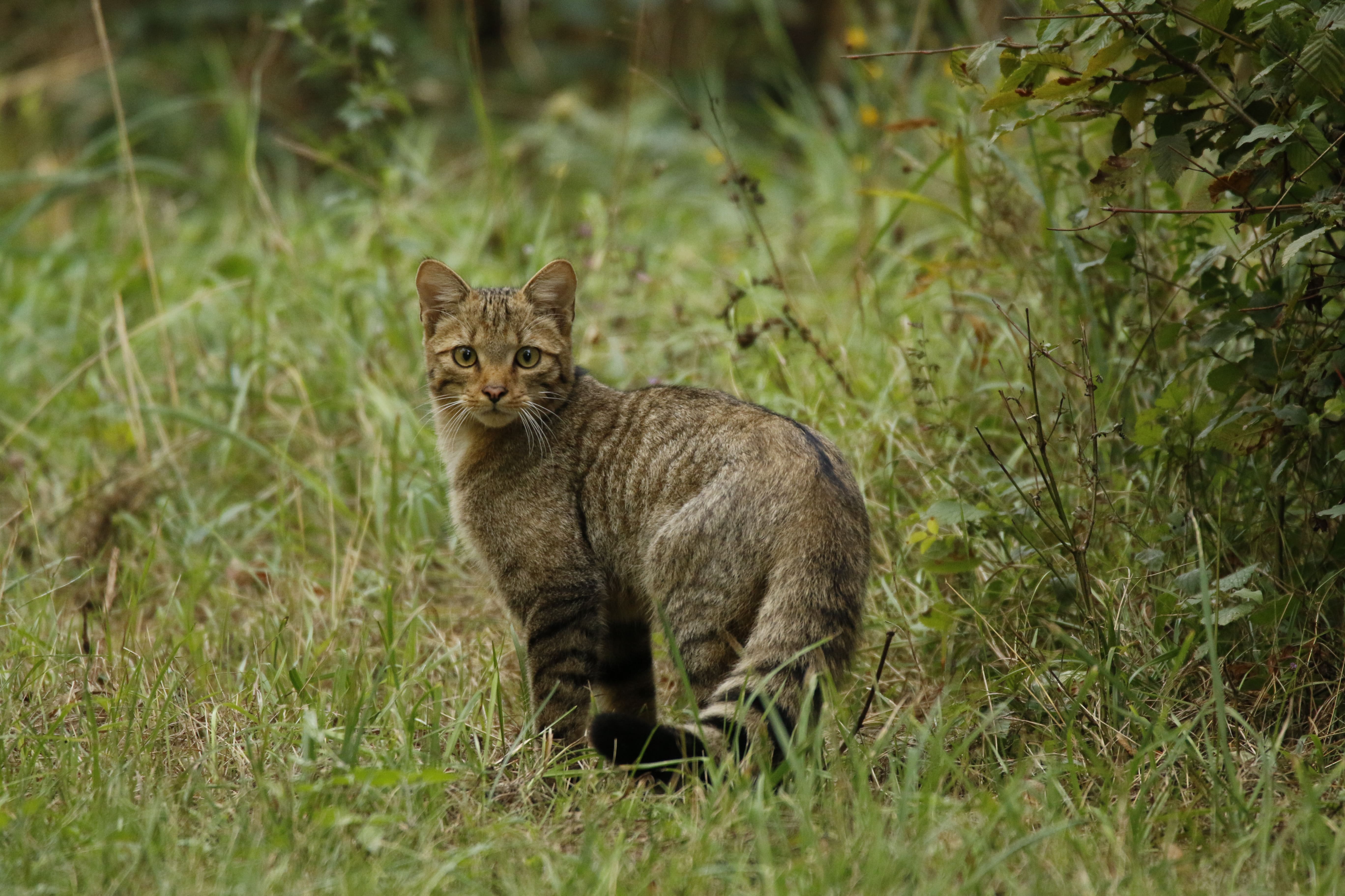 Camille Dugarreau Chat sauvage Châtillon sur Seine