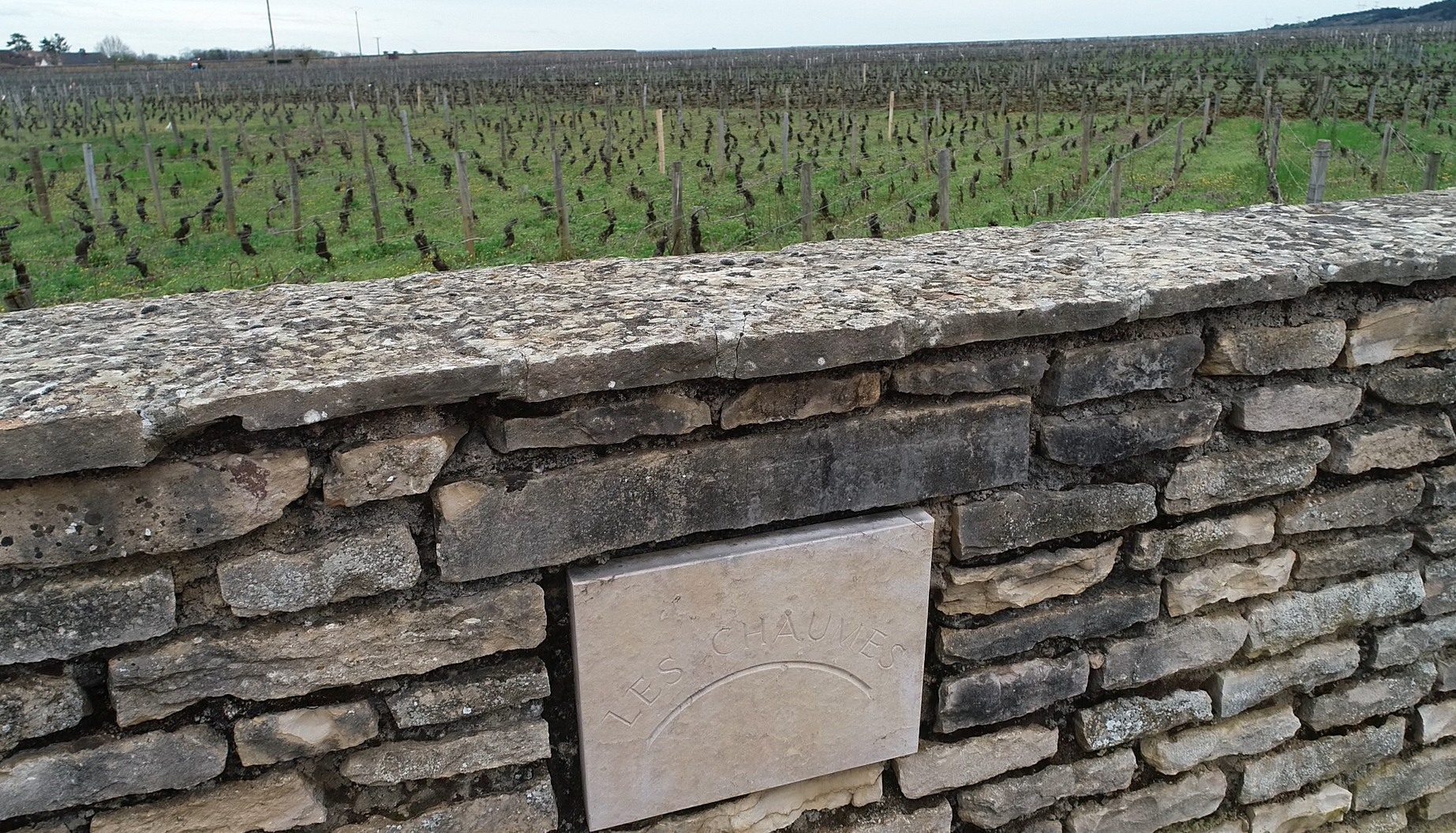 Les Chaumes - vigne