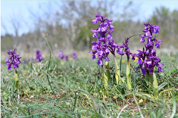 Comme un air de printemps à Valbois