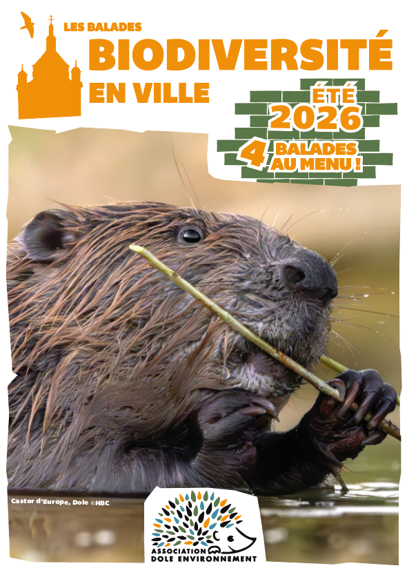 Balade biodiversité en ville - L'esquissée