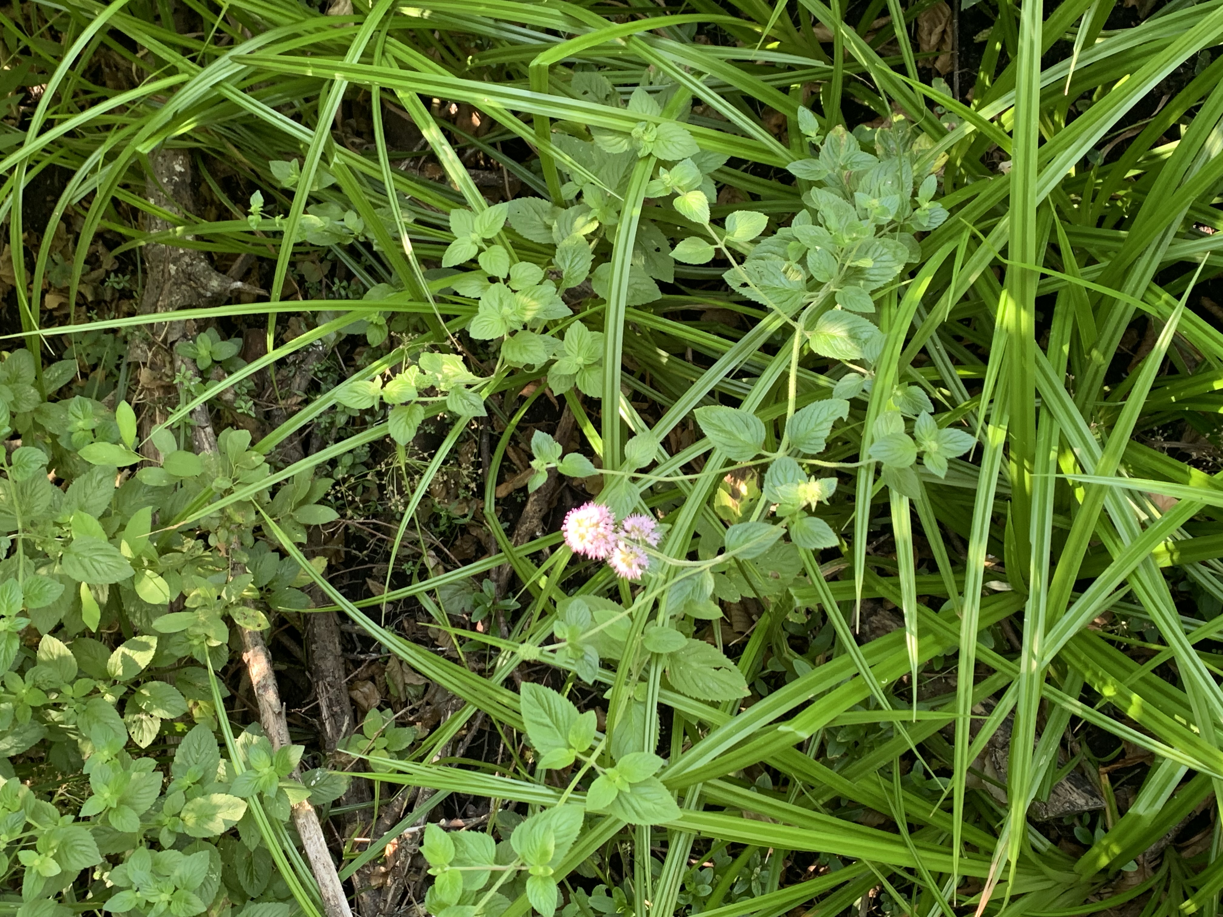 Carex et Menthe aquatique