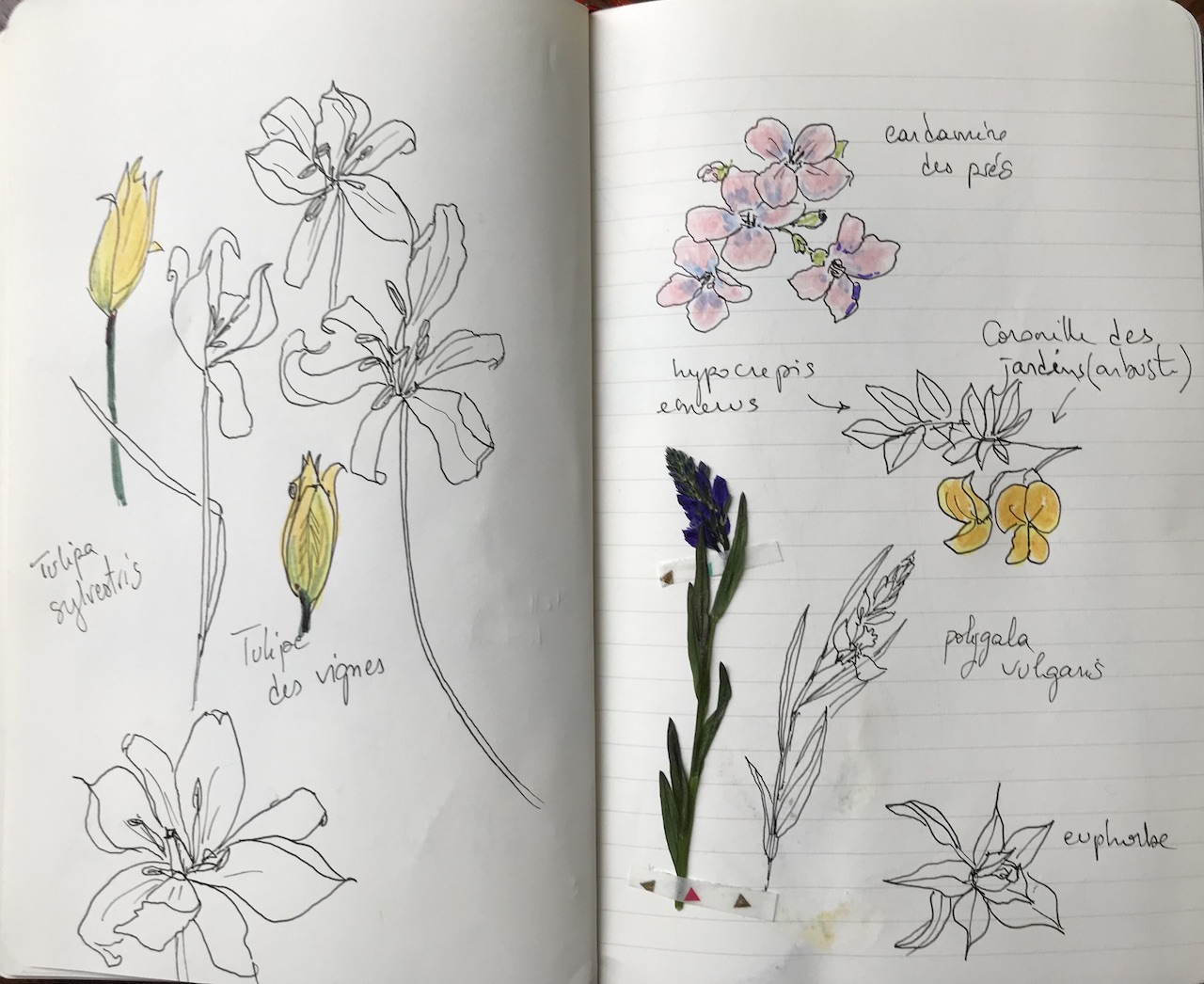 Balade botanique dessinée