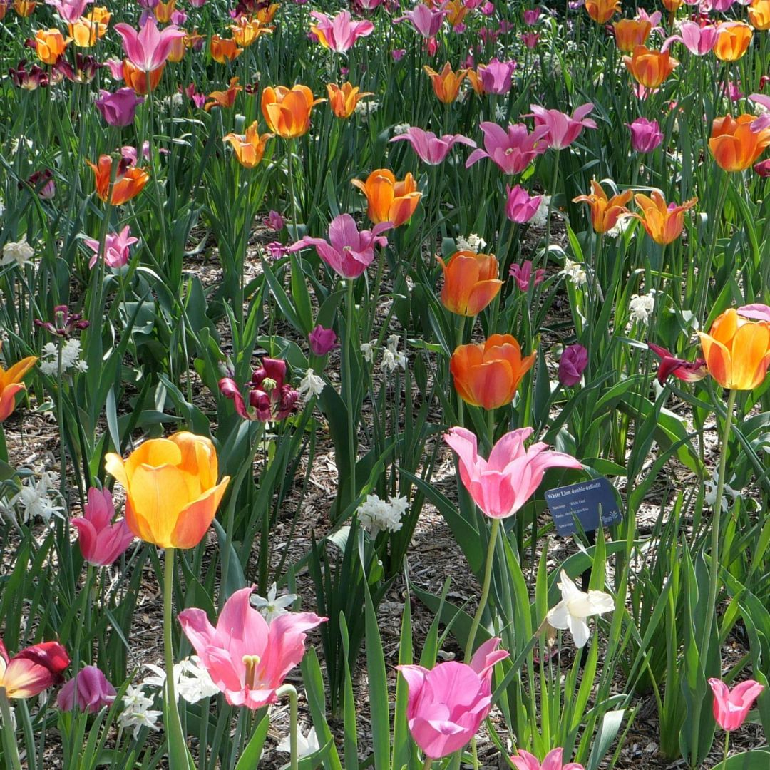Vente de légumes et fleurs
