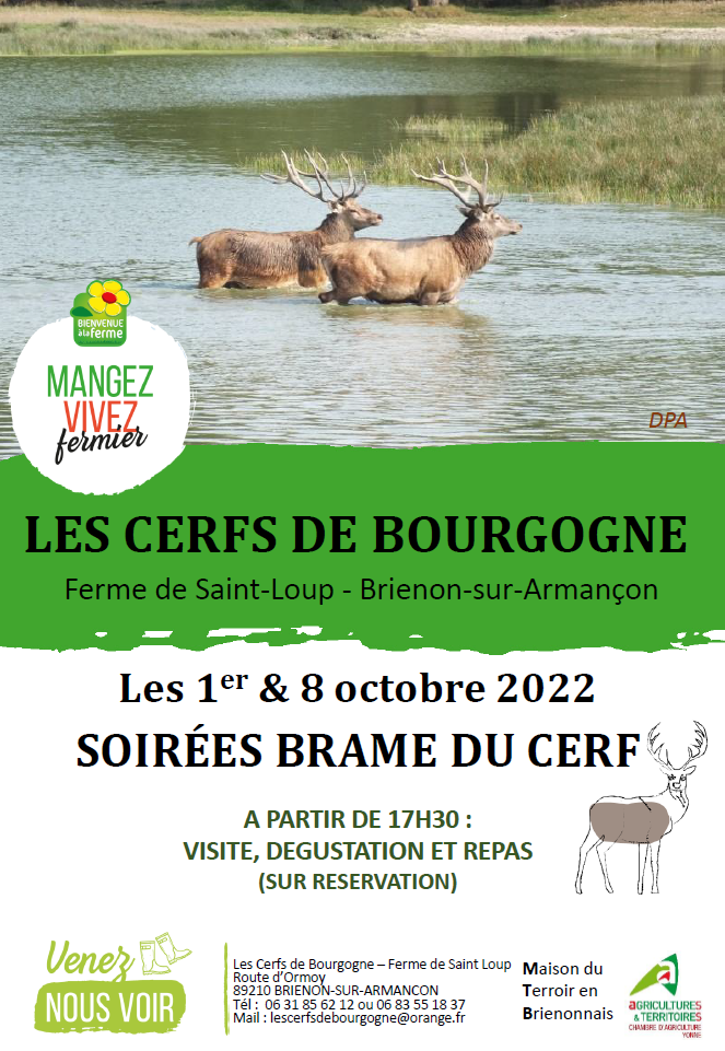 Cerfs de Bourgogne