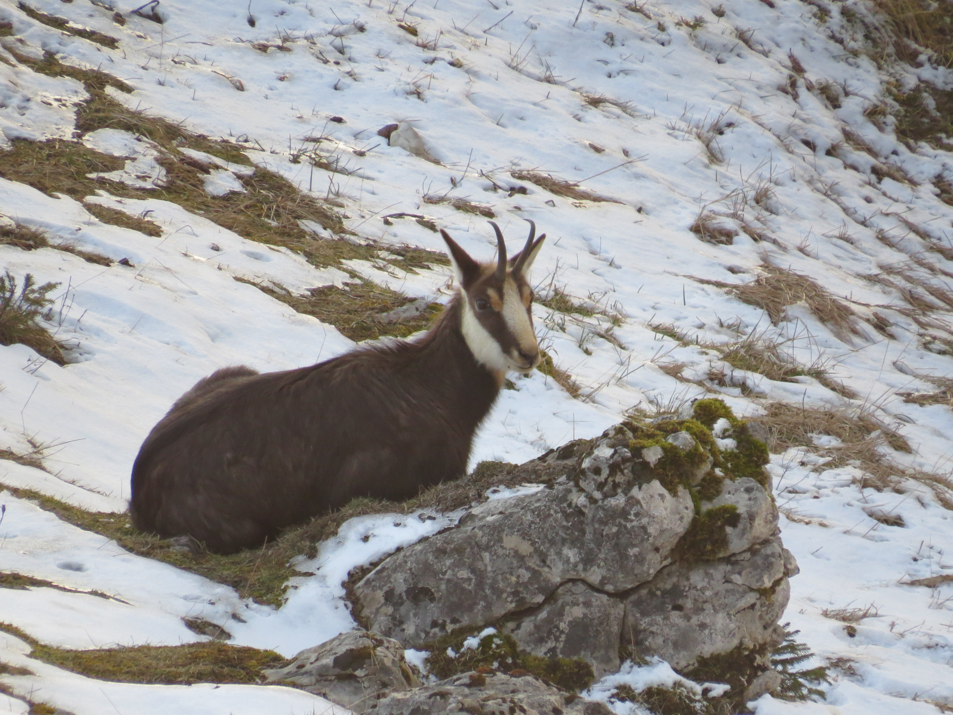 Chamois_R_Decoin_Cluse-mijoux-14-02-2021 (11)