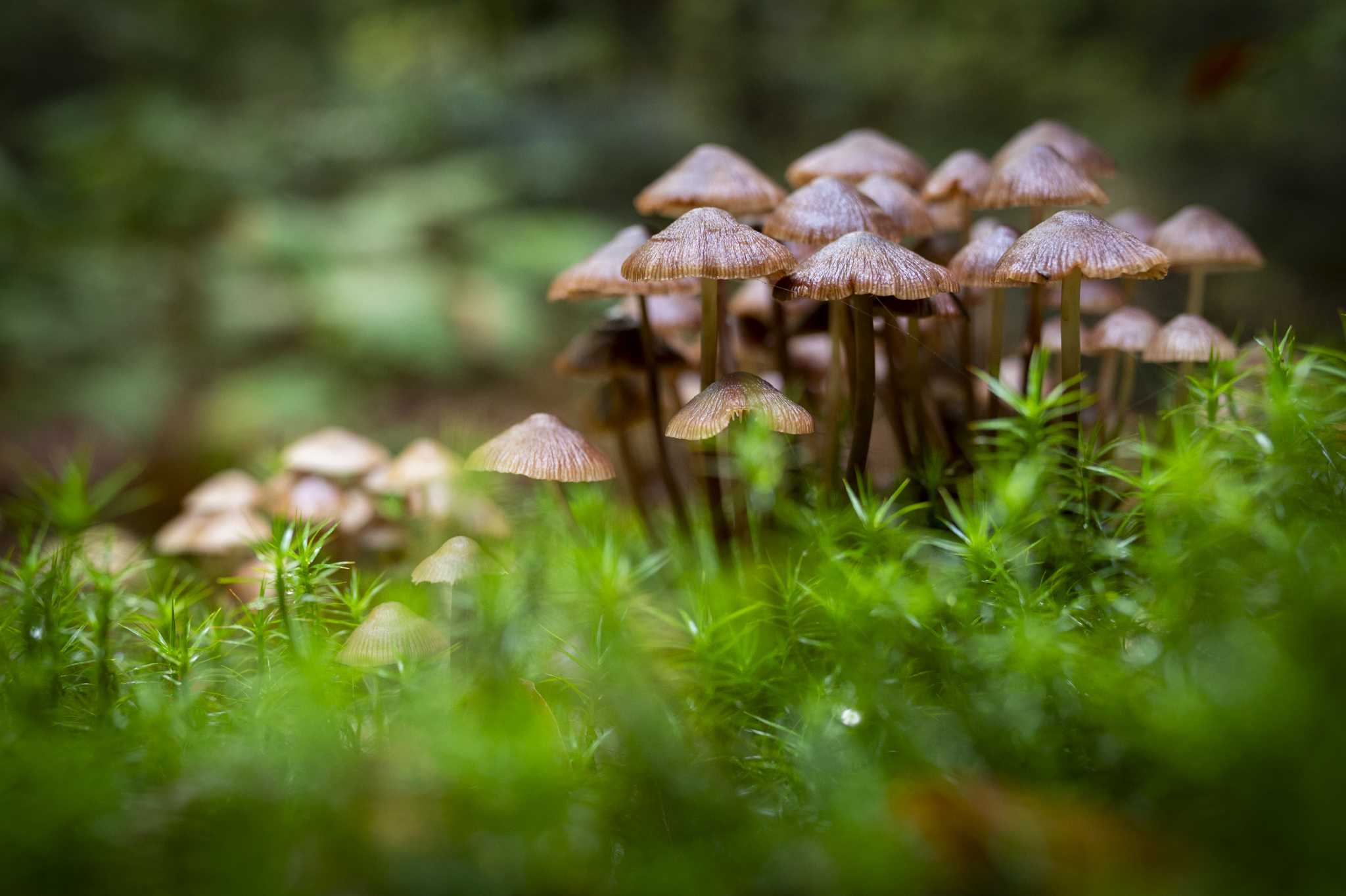 Stage "photographier en forêt"