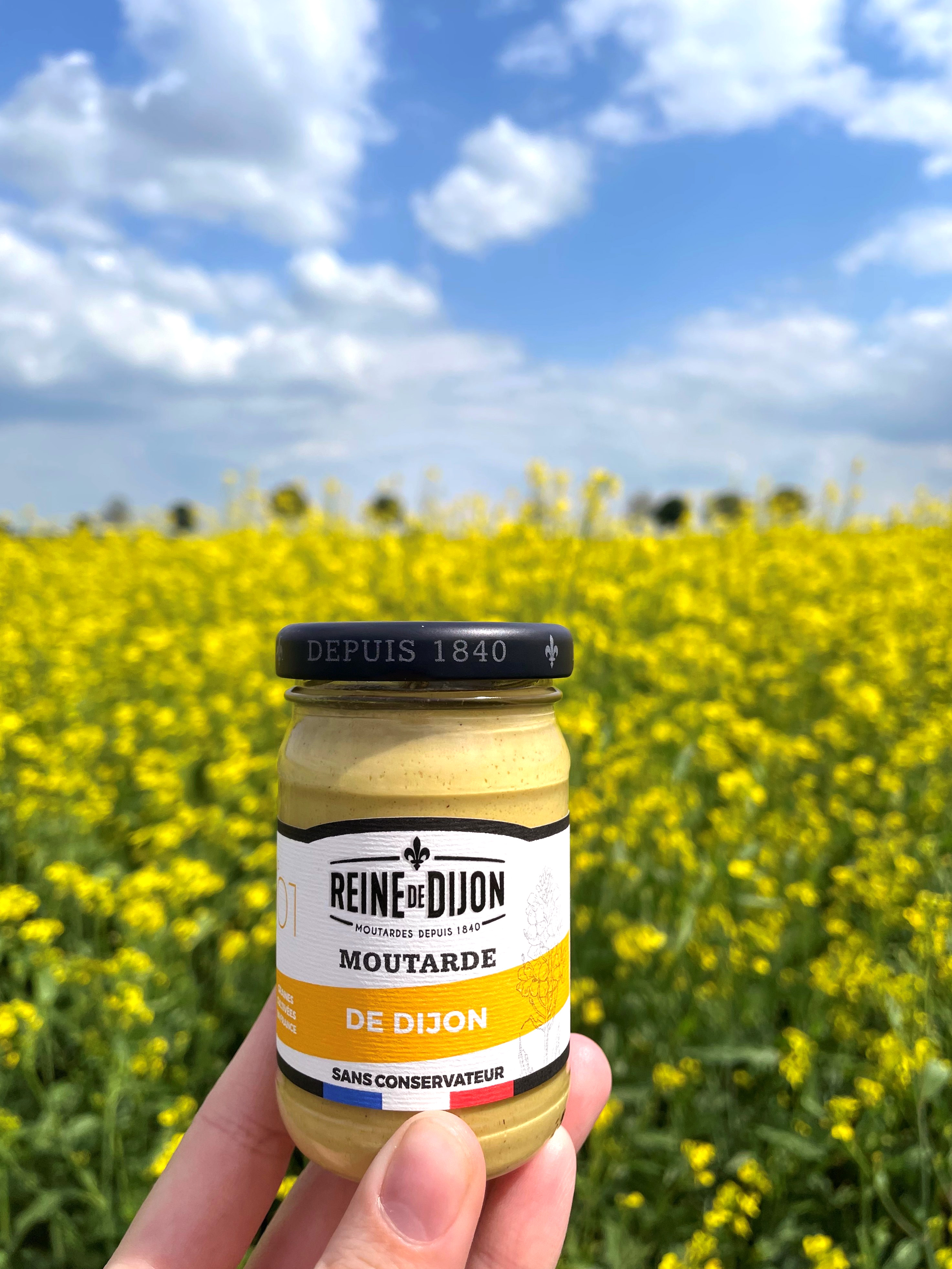 Champs de moutarde REINE DE DIJON