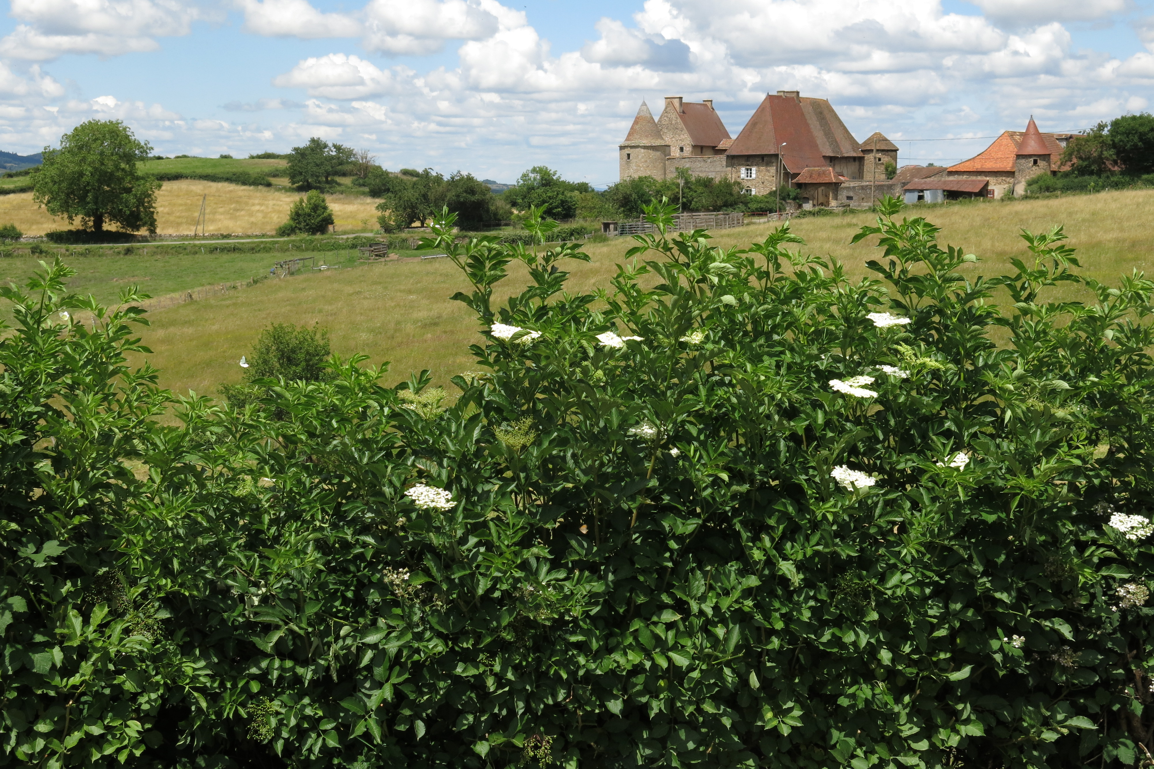 Château, randonnée, histoire, fleurs, Bourgogne