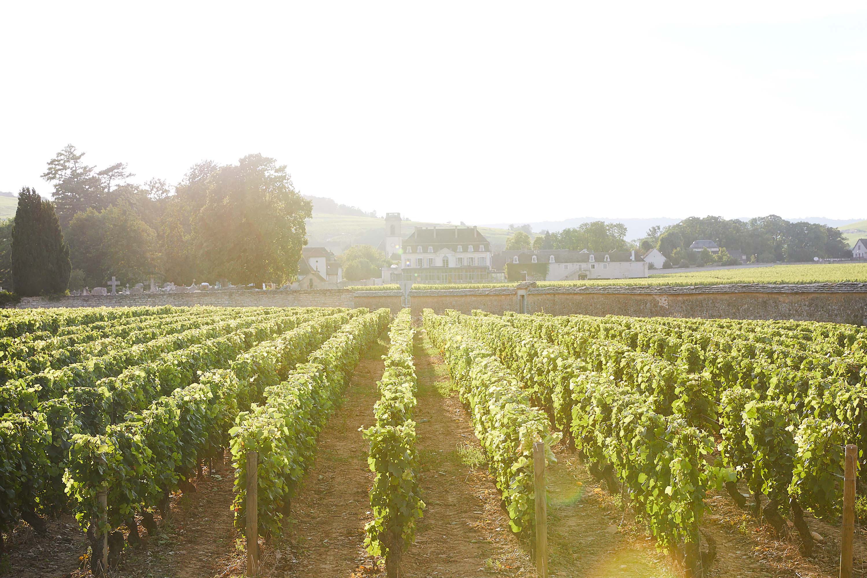 Domaine du Château de Pommard (Pommard) | Beaune and the Beaune