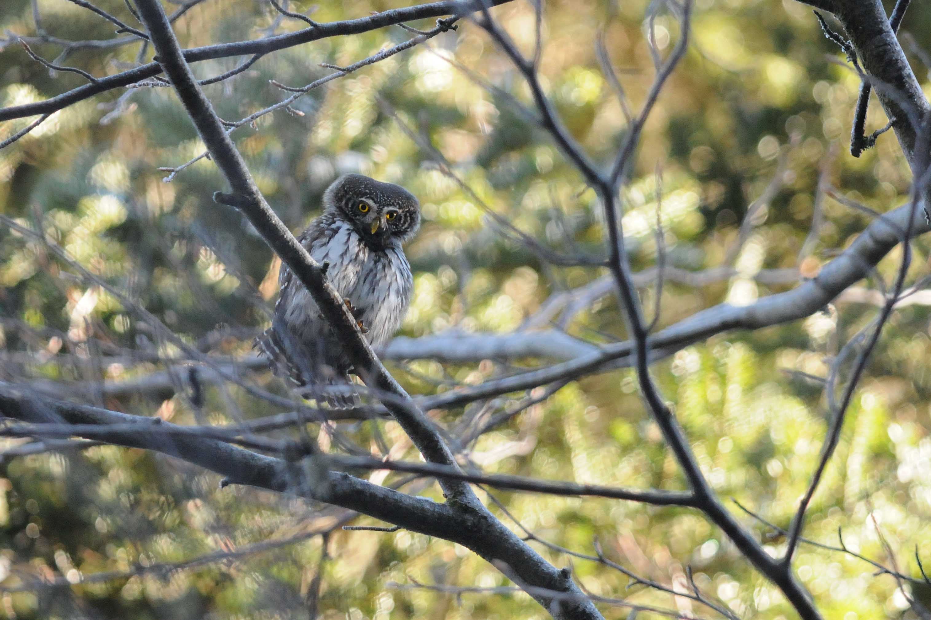 Chevechette d'Europe_Glaucidium passerinum_L.JOUVE