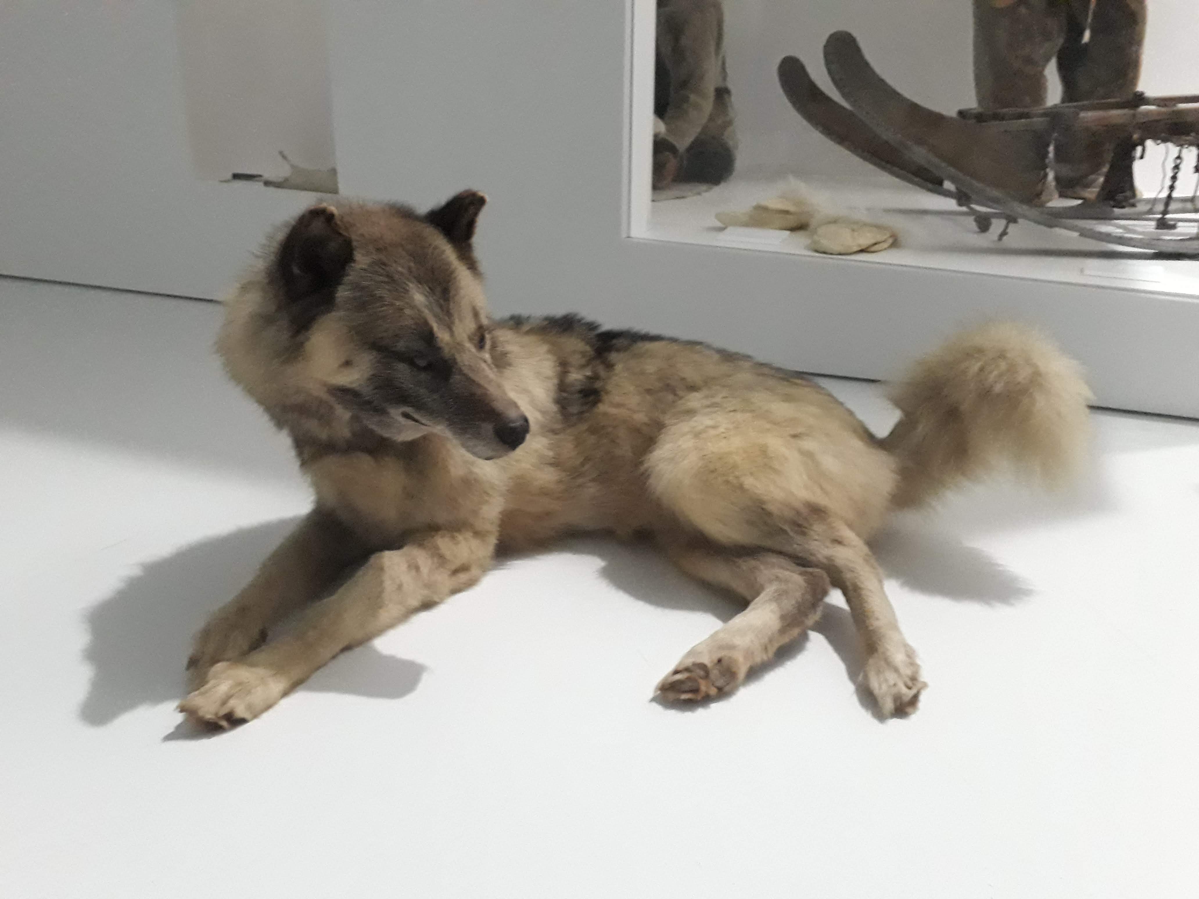 Visite flash "Le chien groenlandais, compagnon de voyage de Paul-Émile Victor" (Journées Européennes du Patrimoine)