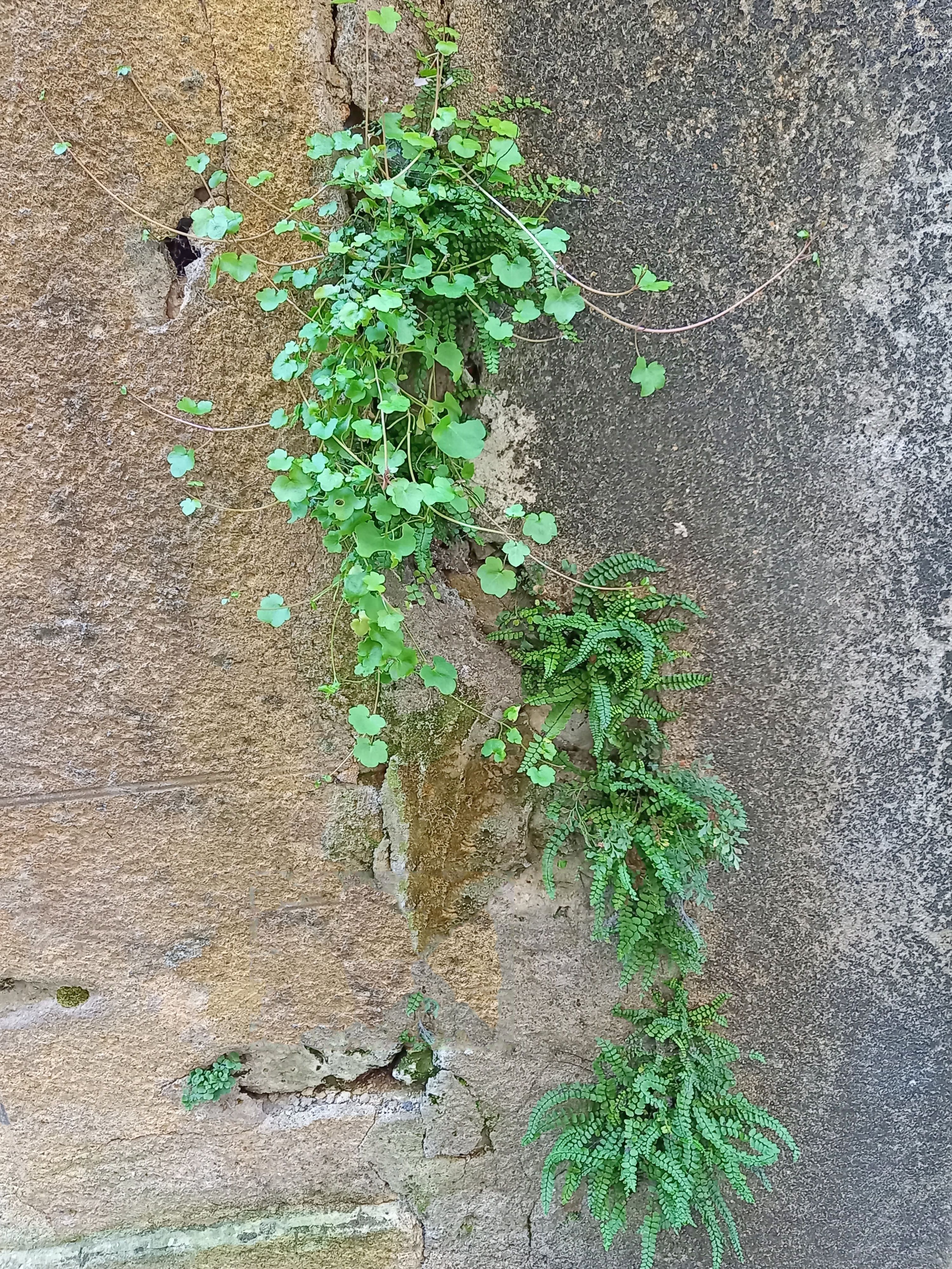 CLAMECY, AU FIL DE SA BIODIVERSITE
