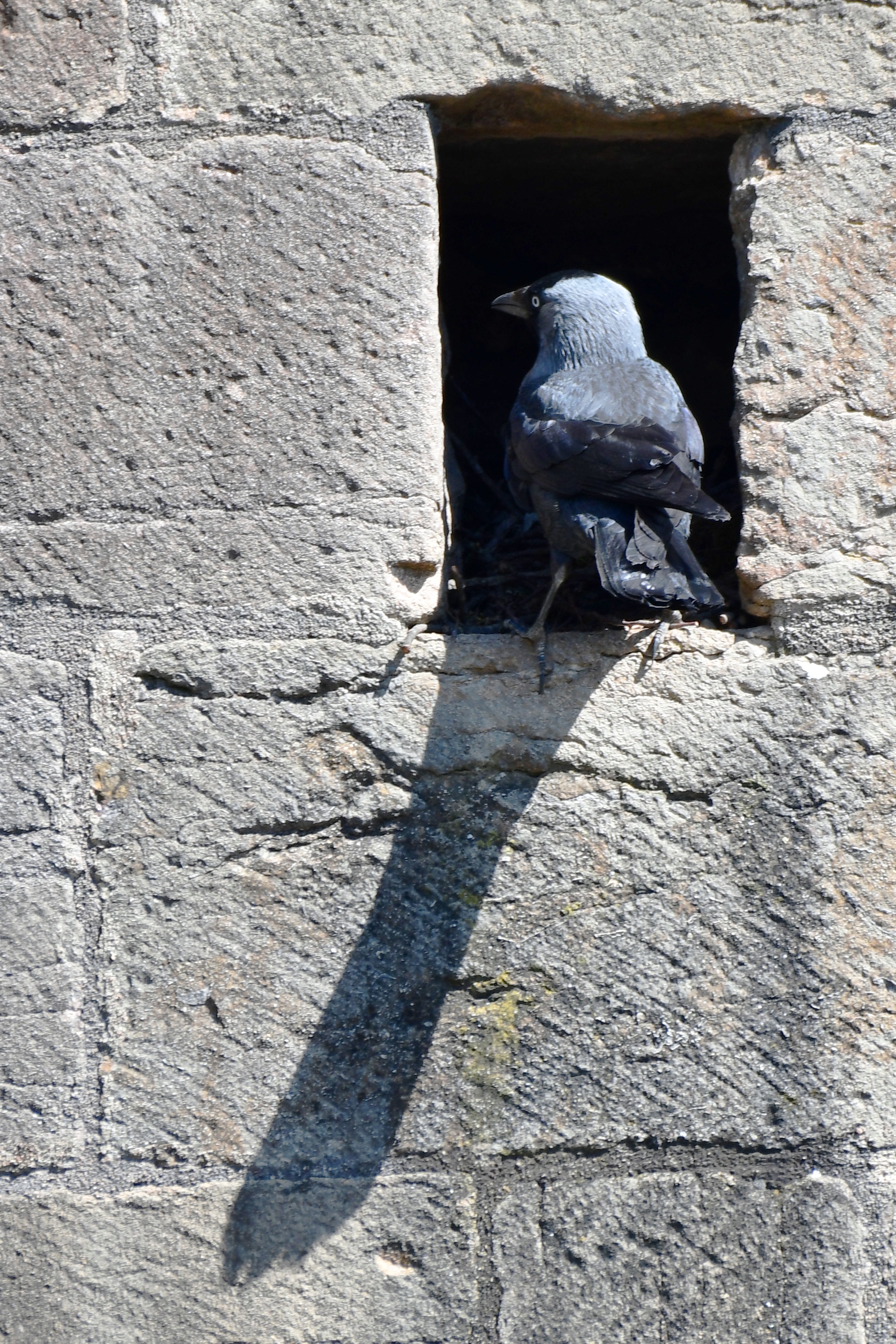 Cluny Choucas des tours, Abbaye