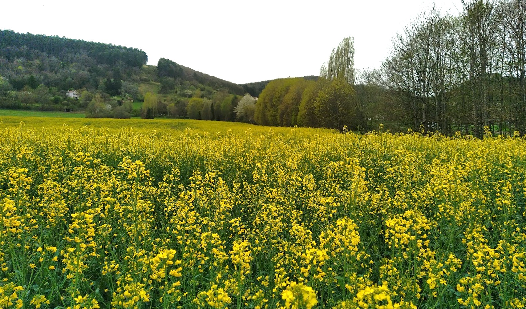 Colza