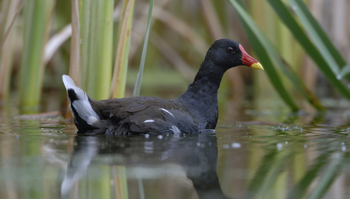 Comptage des oiseaux d'eau hivernants à Champagney (70)