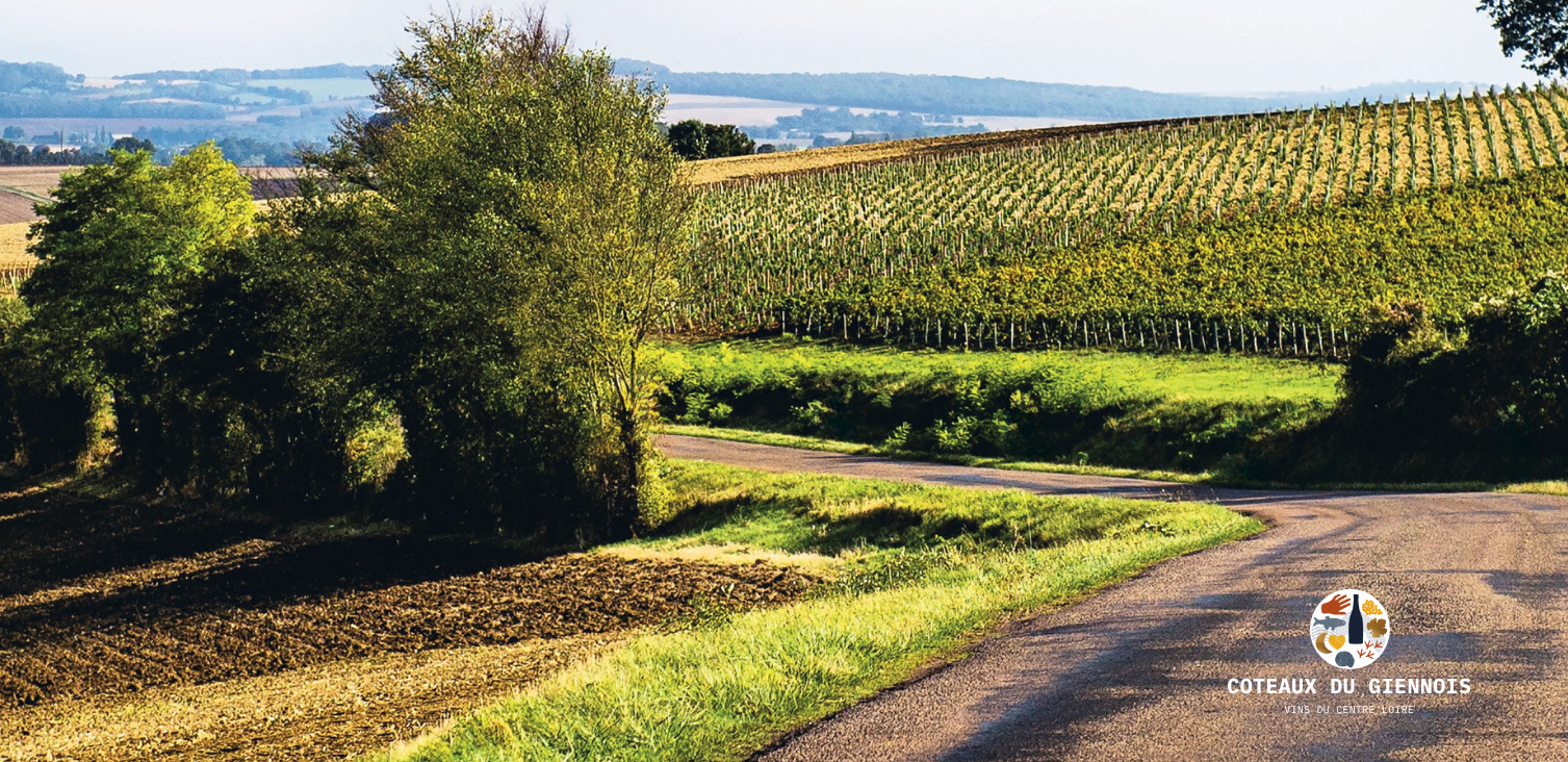 Quel amateur des Coteaux du Giennois êtes-vous ?