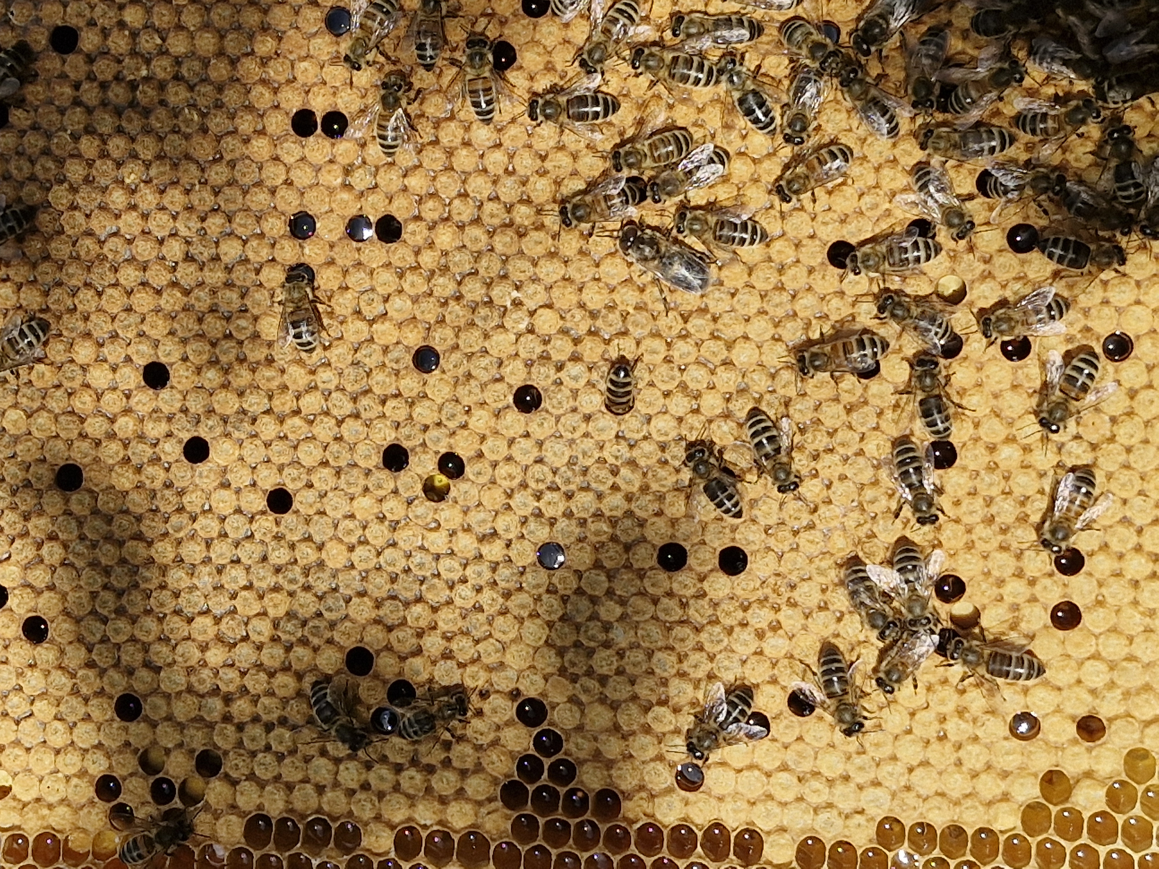 Initiation à l'apiculture