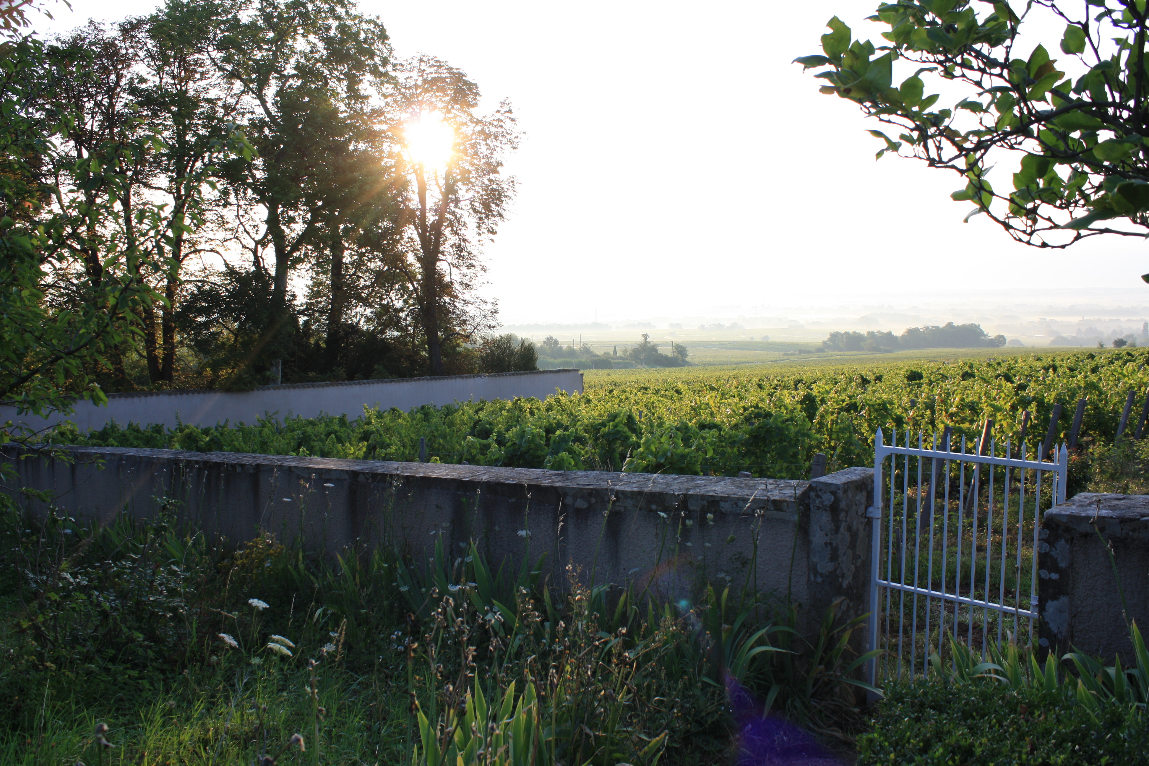 Vignoble Clos de Londres